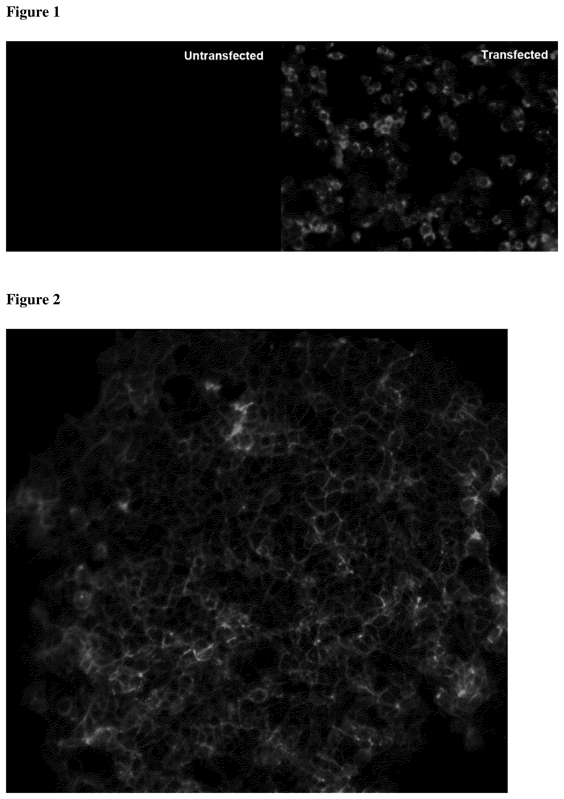 Patent US12460005 — Binding molecules specific for claudin 18.2, compositions and methods thereof, for treatment of cancer and other diseases — Figure 1