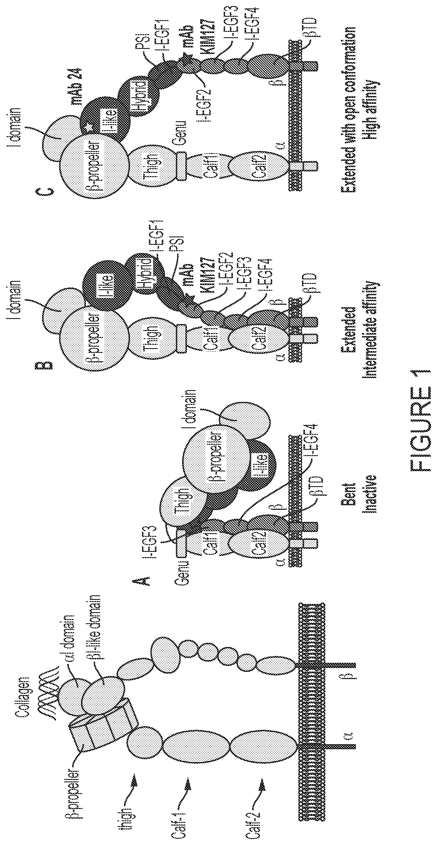 Patent US12460006 Figure 1 – Antibodies against integrin alpha 11 beta 1