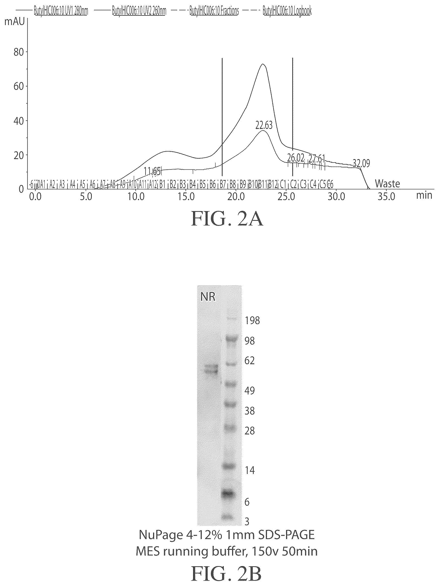 Patent US12460011 Figure 2 – Complexes comprising an anti-transferrin receptor antibody linked to an oligonucleotide and method of delivering an oligonucleotide to a subject