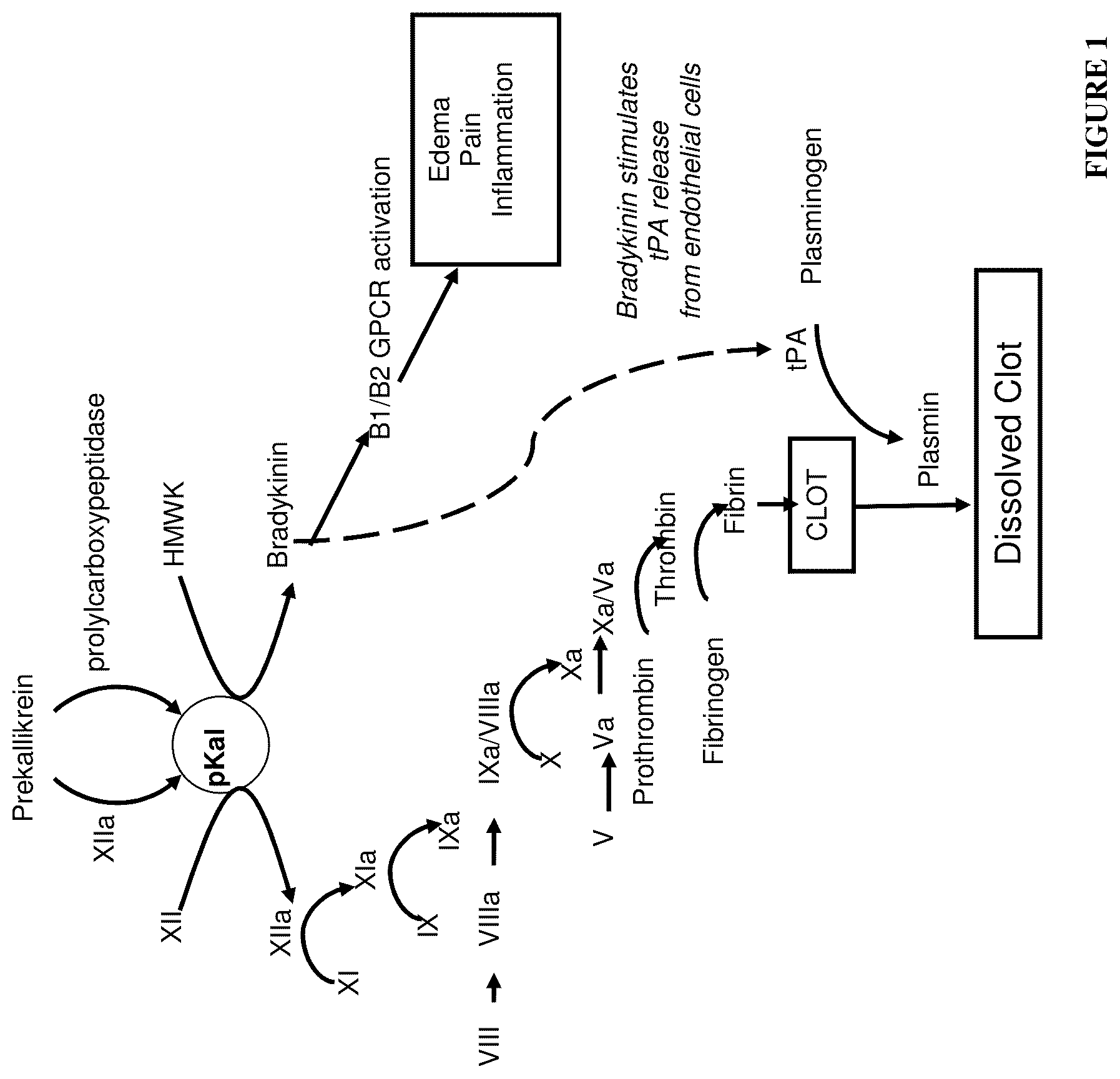 Patent US12460016 — Plasma kallikrein binding proteins — Figure 1