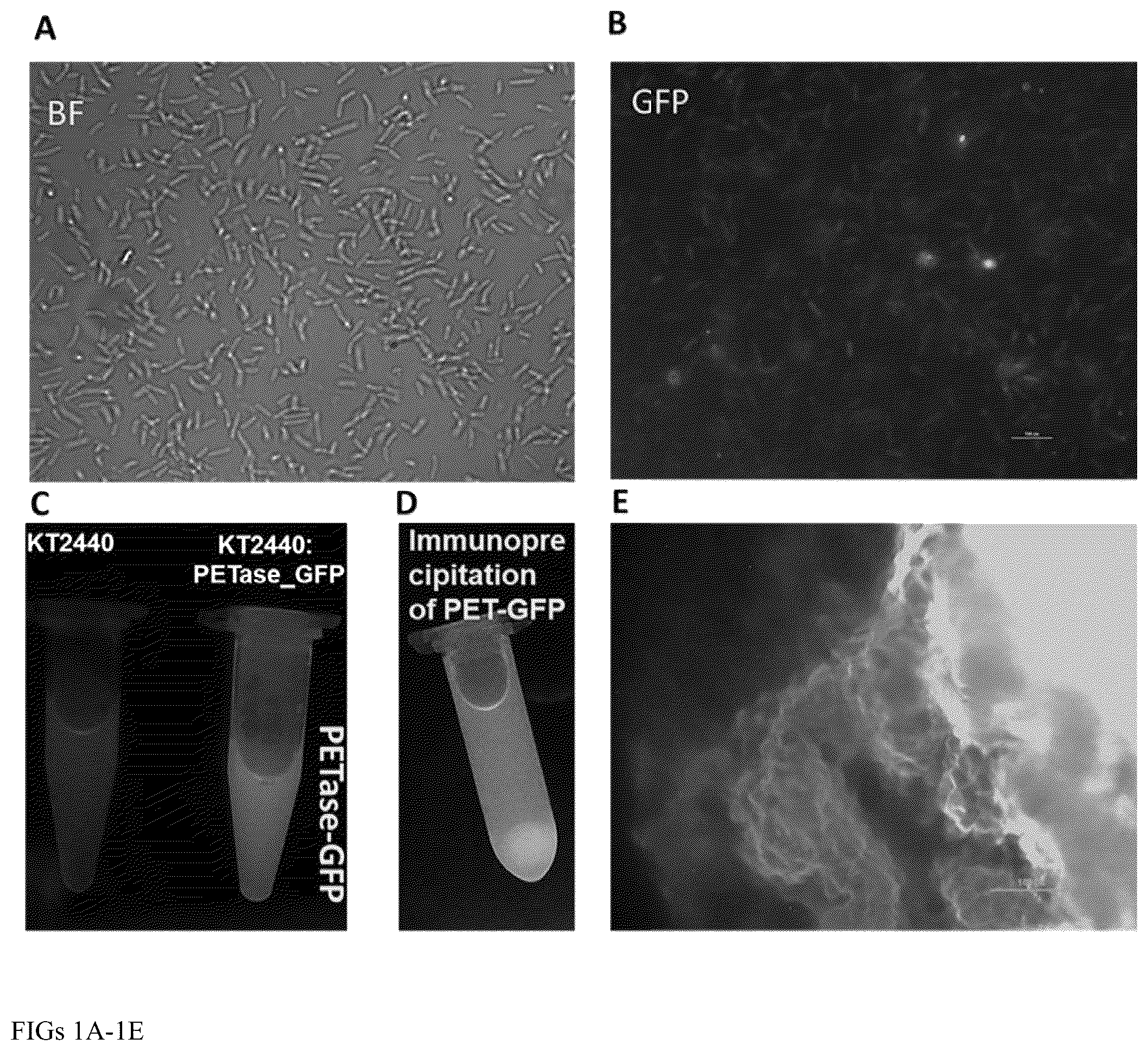 Patent US12460176 — Engineered microorganisms for the deconstruction of polymers — Figure 1