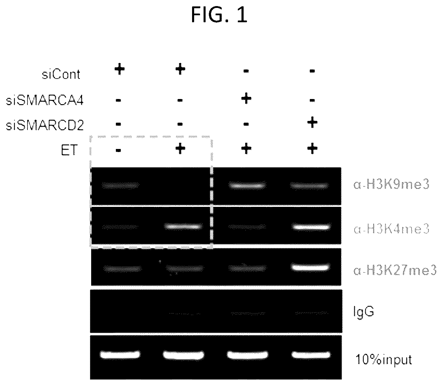 Patent US12460177 — Composition for promoting efficiency of somatic cell replication — Figure 1