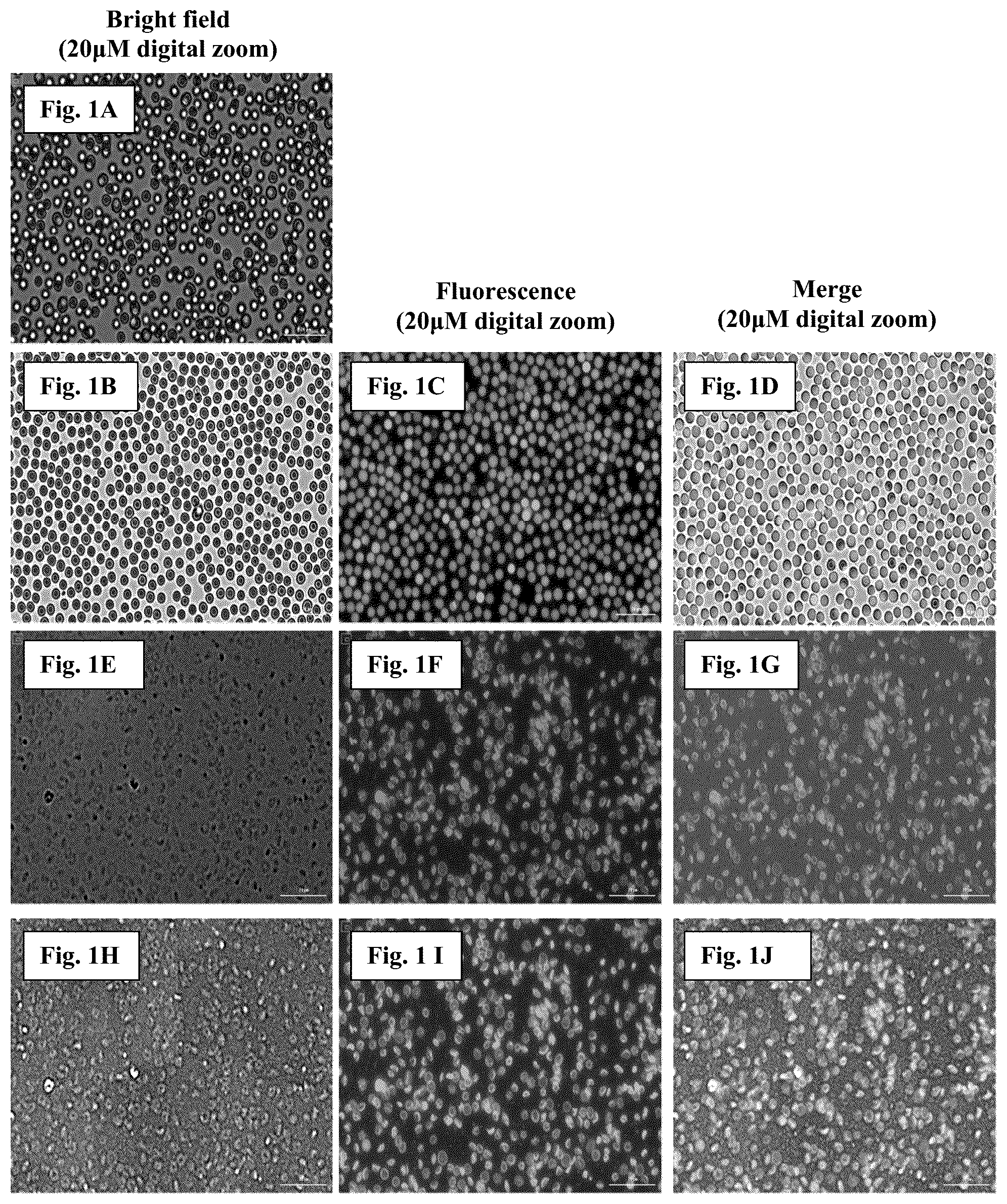Patent US12460181 Figure 1 – Membrane coverage and orientation and methods, compositions, and kits related thereto