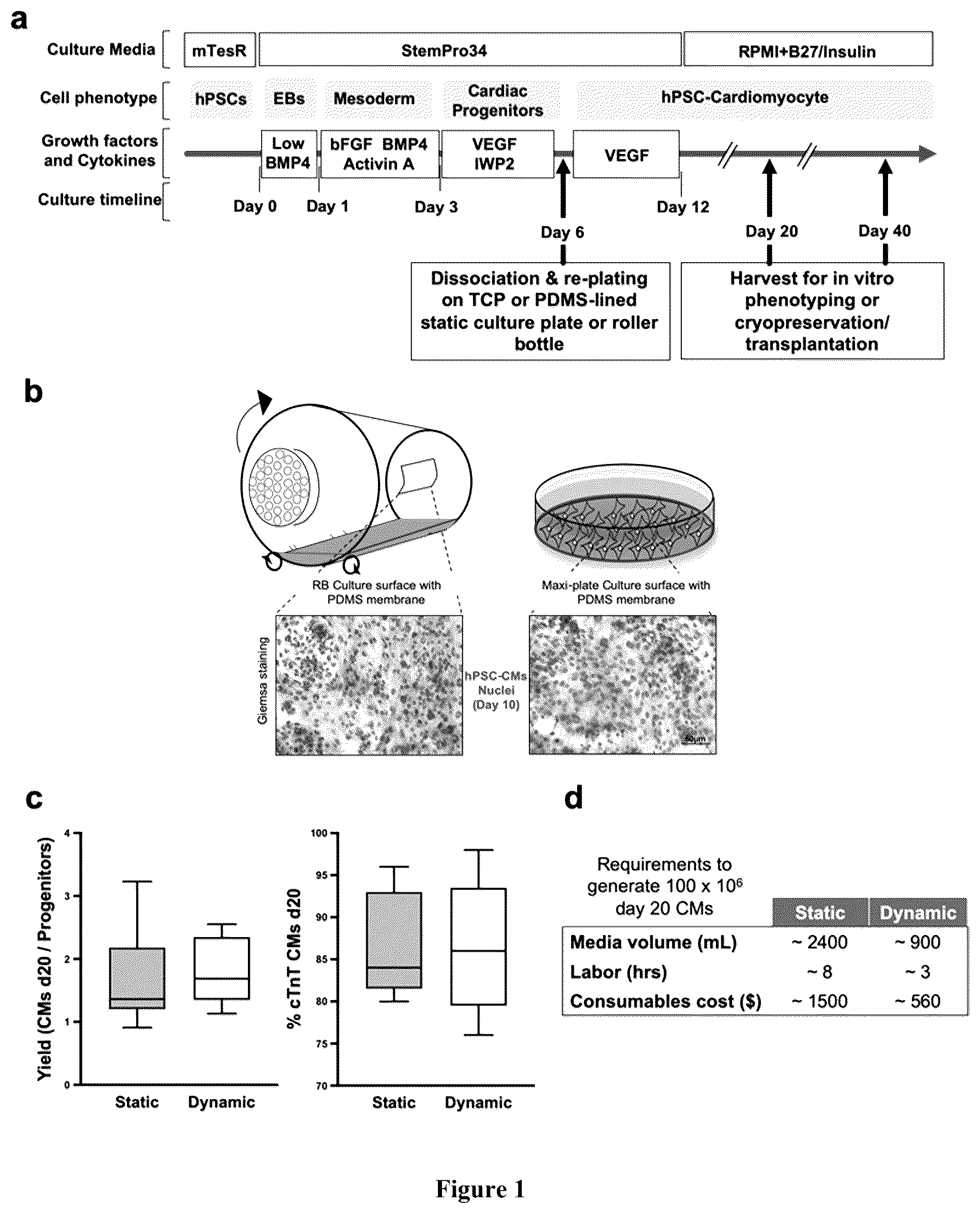 Patent US12460183 Figure 1 – Mature cardiomyocyte compositions