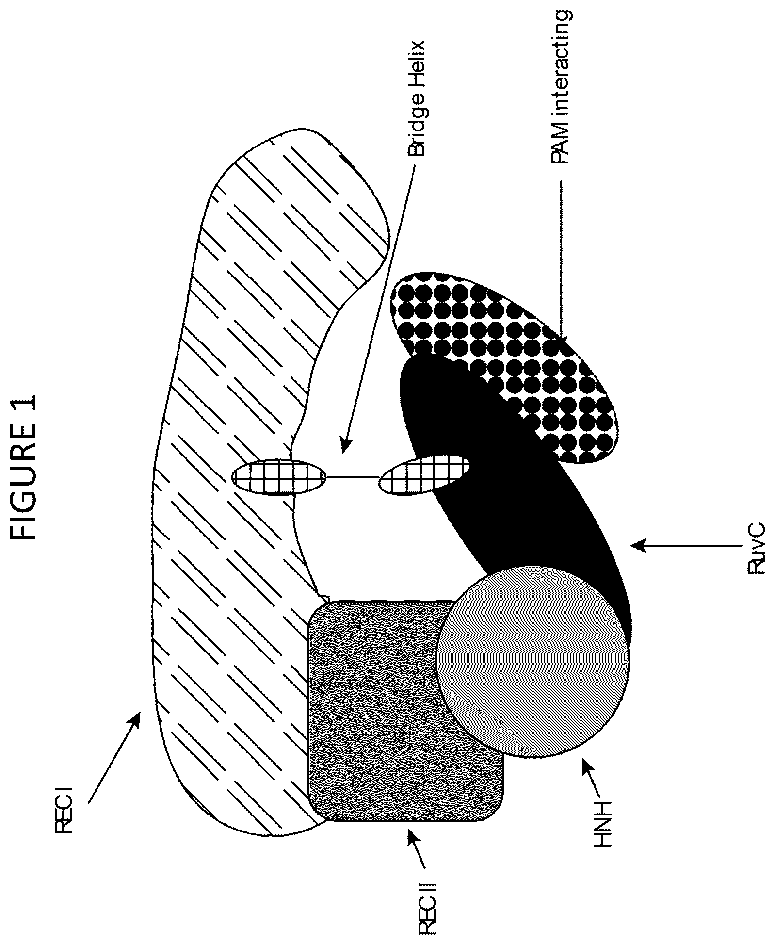 Patent US12460191 — Cas9 variants and methods of use — Figure 1