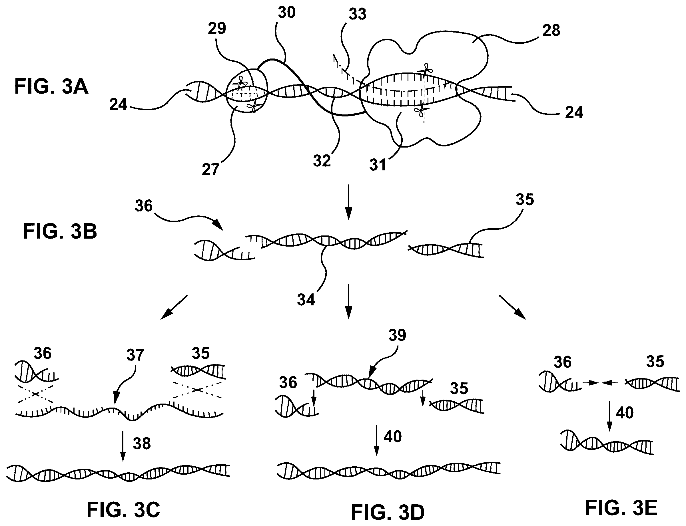 Patent US12460192 Figure 3 – Lipid-encapsulated dual-cleaving endonuclease for DNA and gene editing