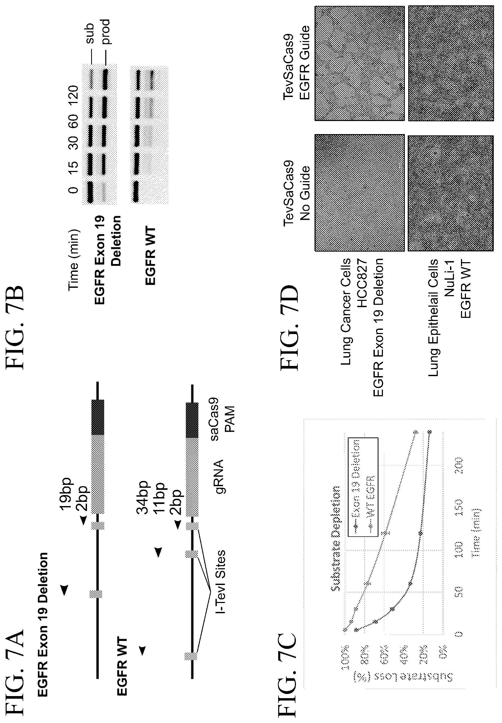 Patent US12460192 Figure 7 – Lipid-encapsulated dual-cleaving endonuclease for DNA and gene editing