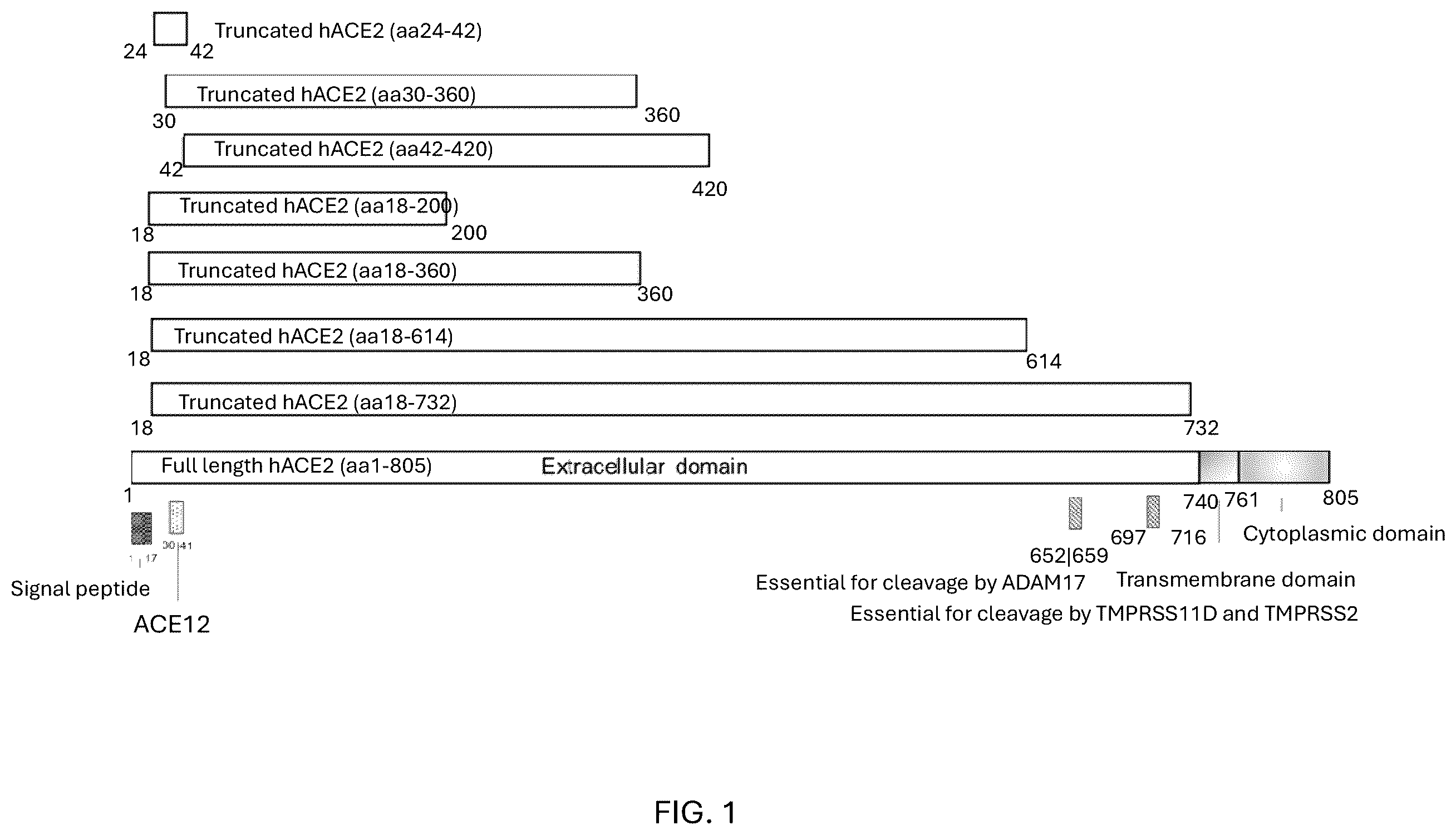 Patent US12460193 — Compositions for preventing or treating coronavirus infections — Figure 1