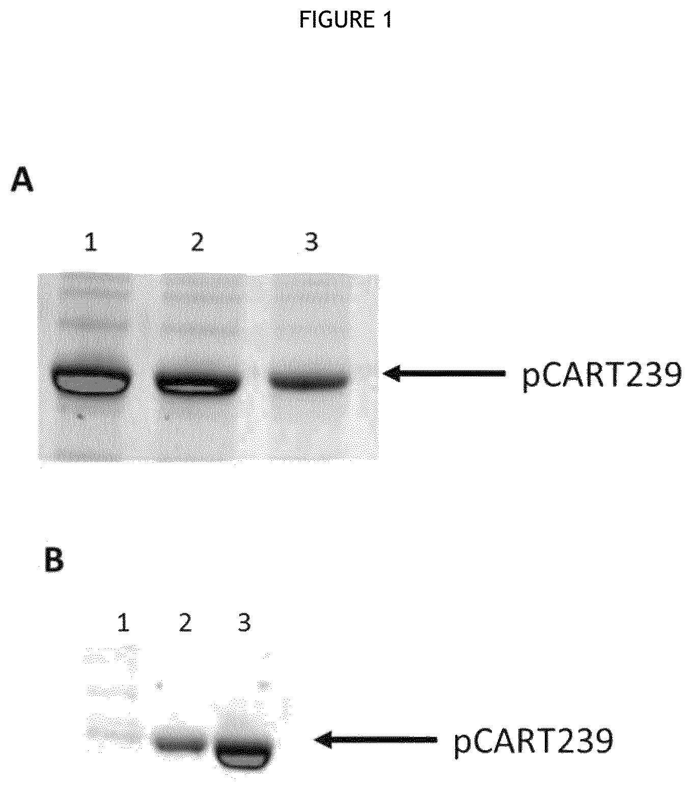 Patent US12460194 — Cysteine protease — Figure 1