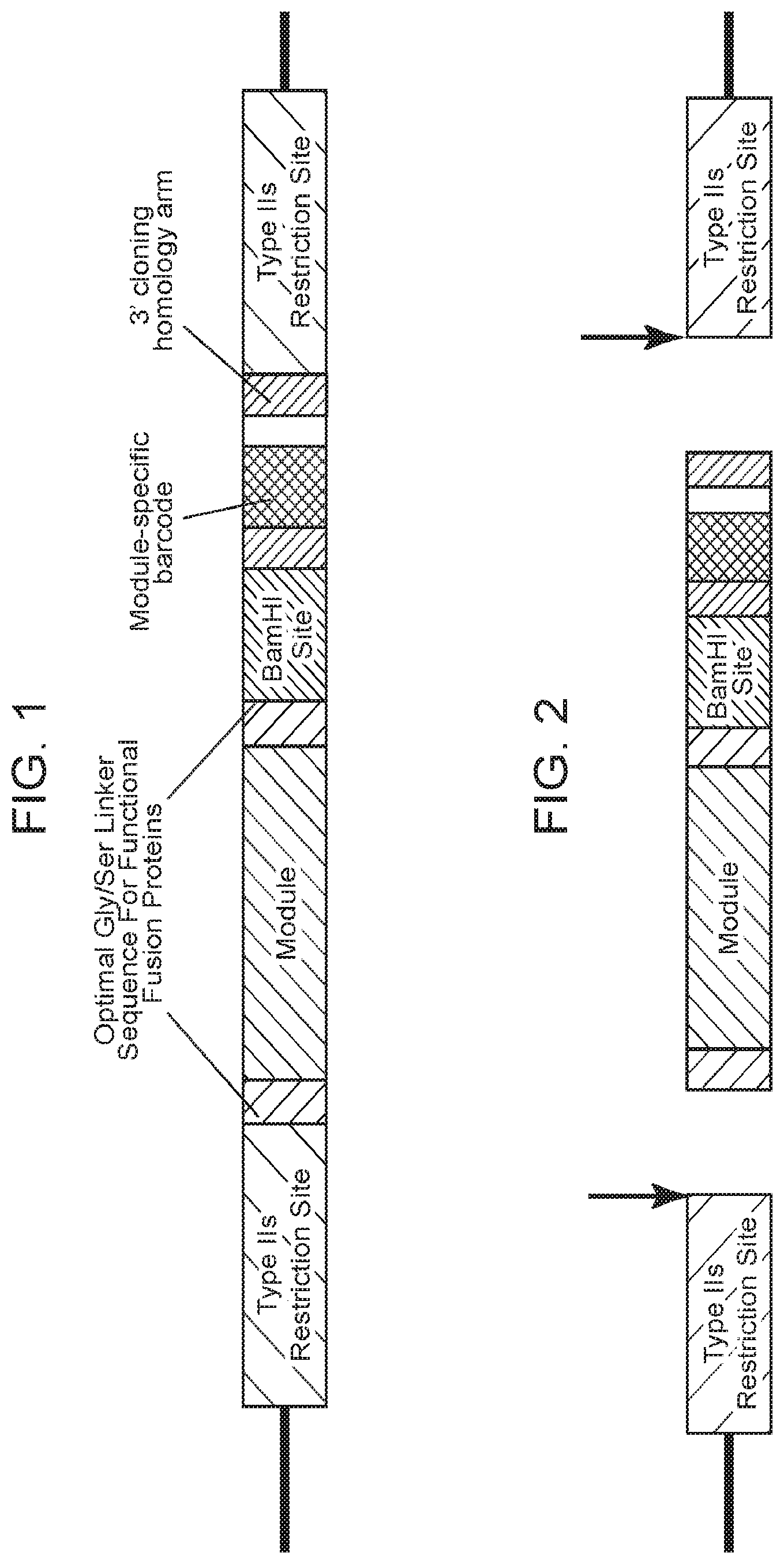 Patent US12460199 — Modular polypeptide libraries and methods of making and using same — Figure 1