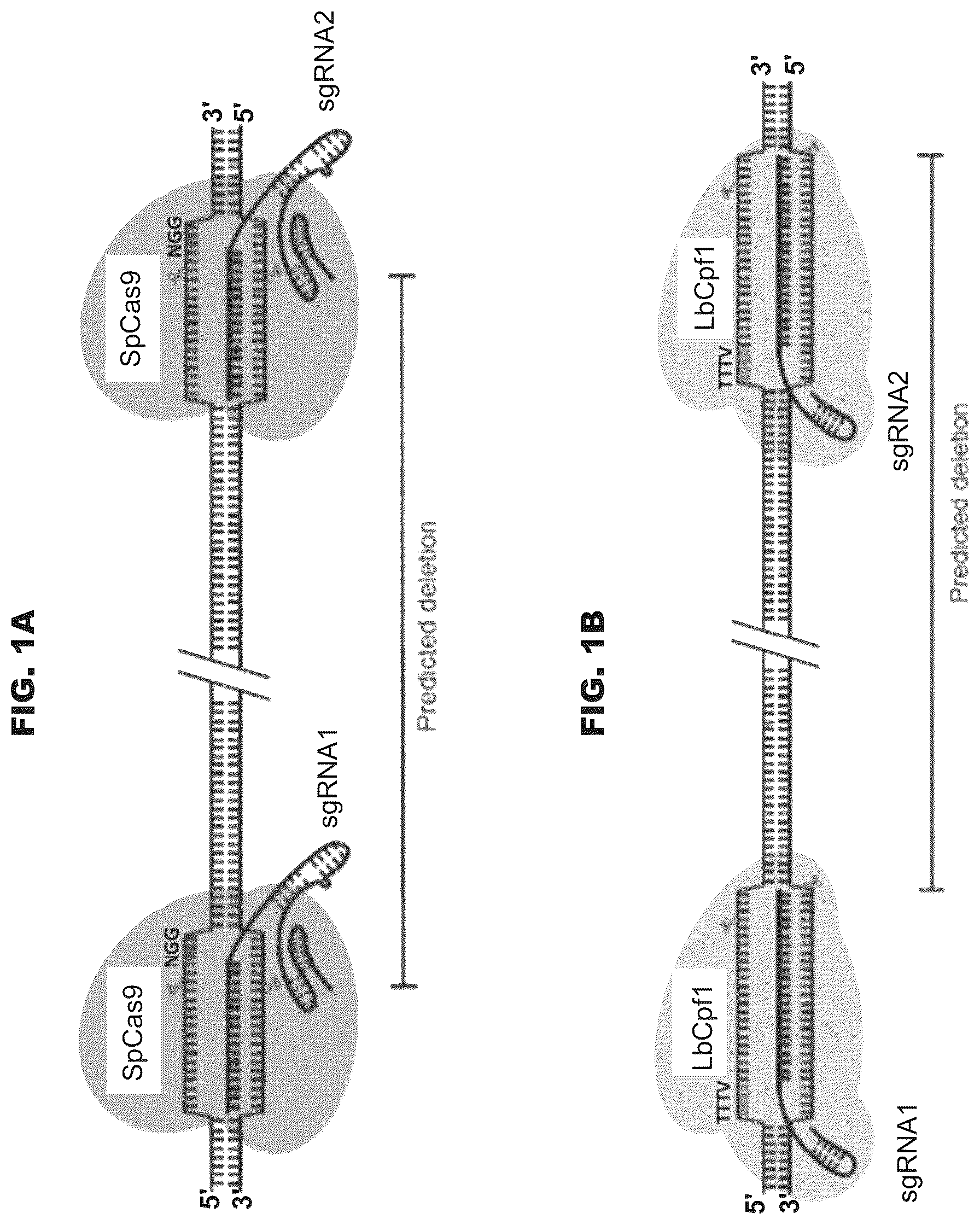 Patent US12460200 — Methods and compositions comprising CRISPR-Cpf1 and paired guide CRISPR RNAs for programmable genomic deletions — Figure 1