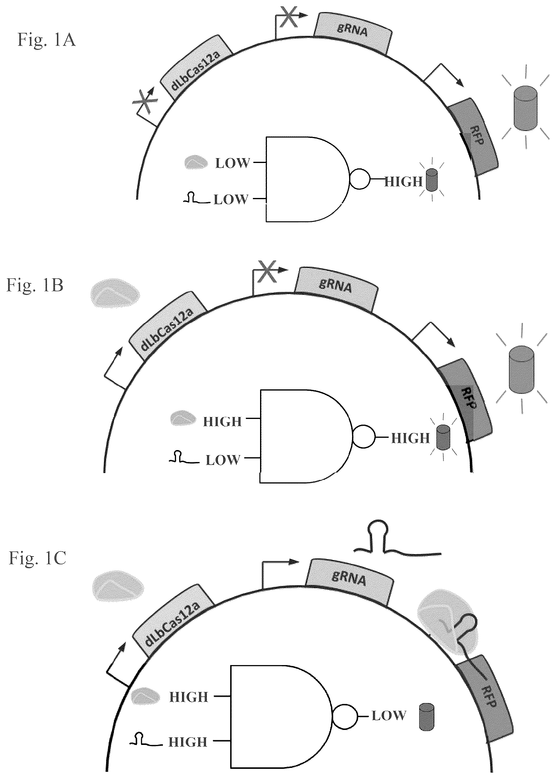 Patent US12460201 — Methods of multiplexing CRISPR — Figure 1