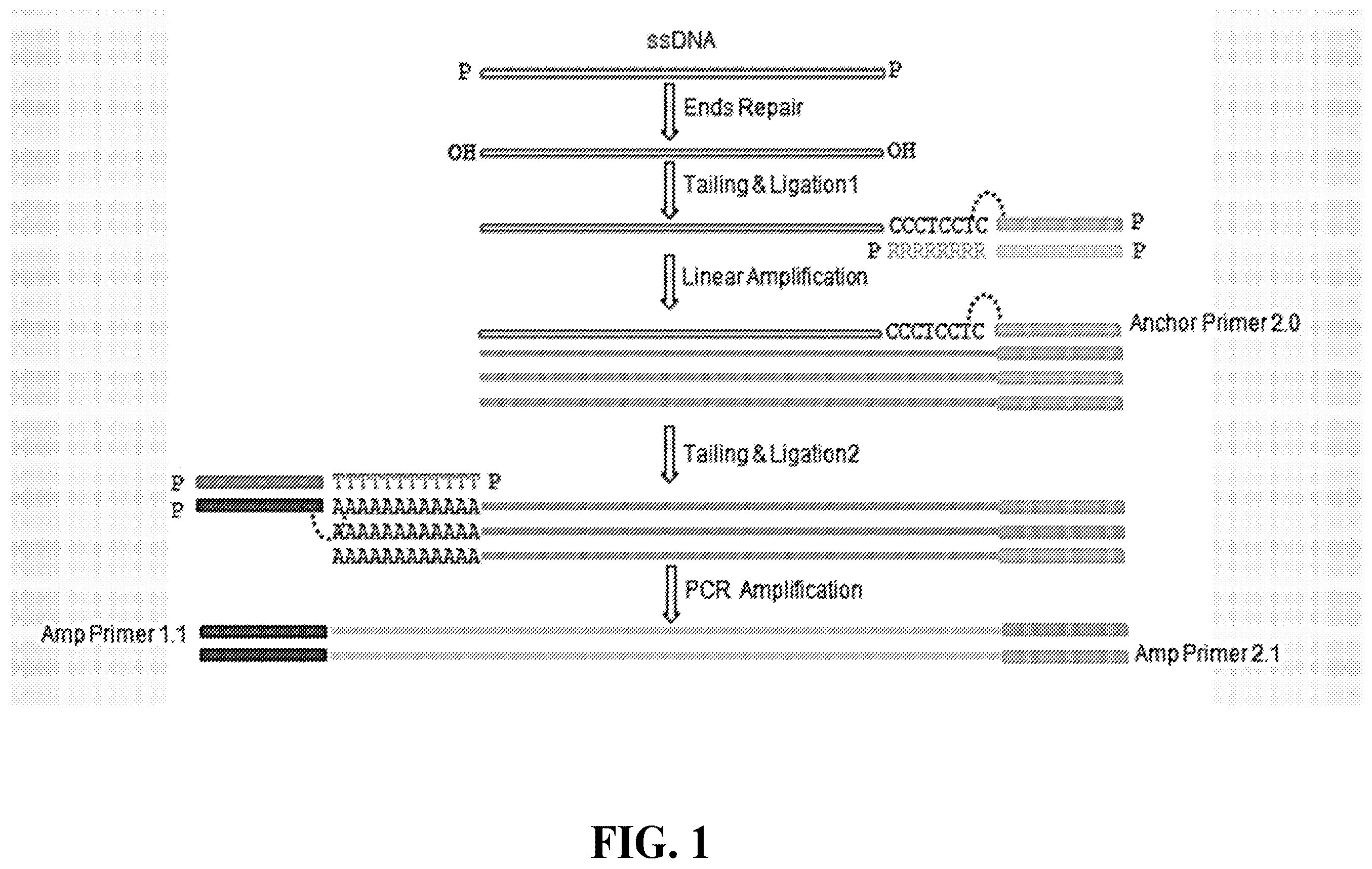 Patent US12460202 Figure 1 – Compositions and methods for preparing nucleic acid libraries