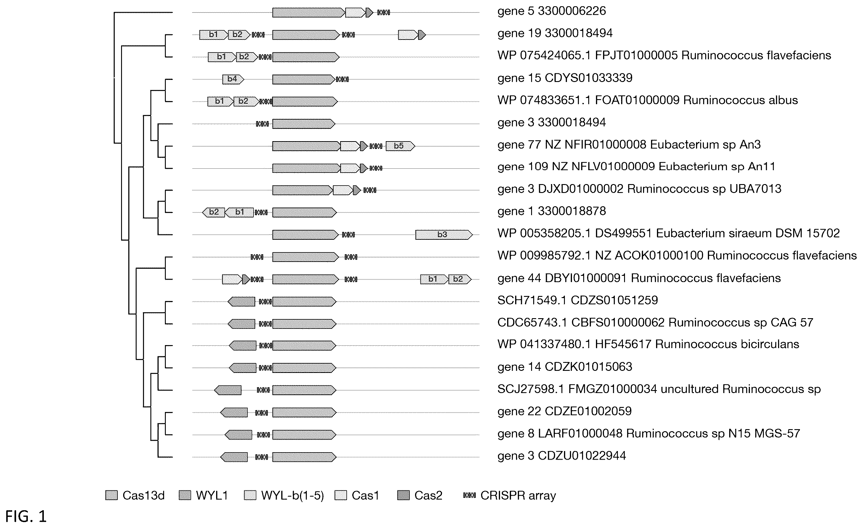 Patent US12460203 — CRISPR RNA targeting enzymes and systems and uses thereof — Figure 1