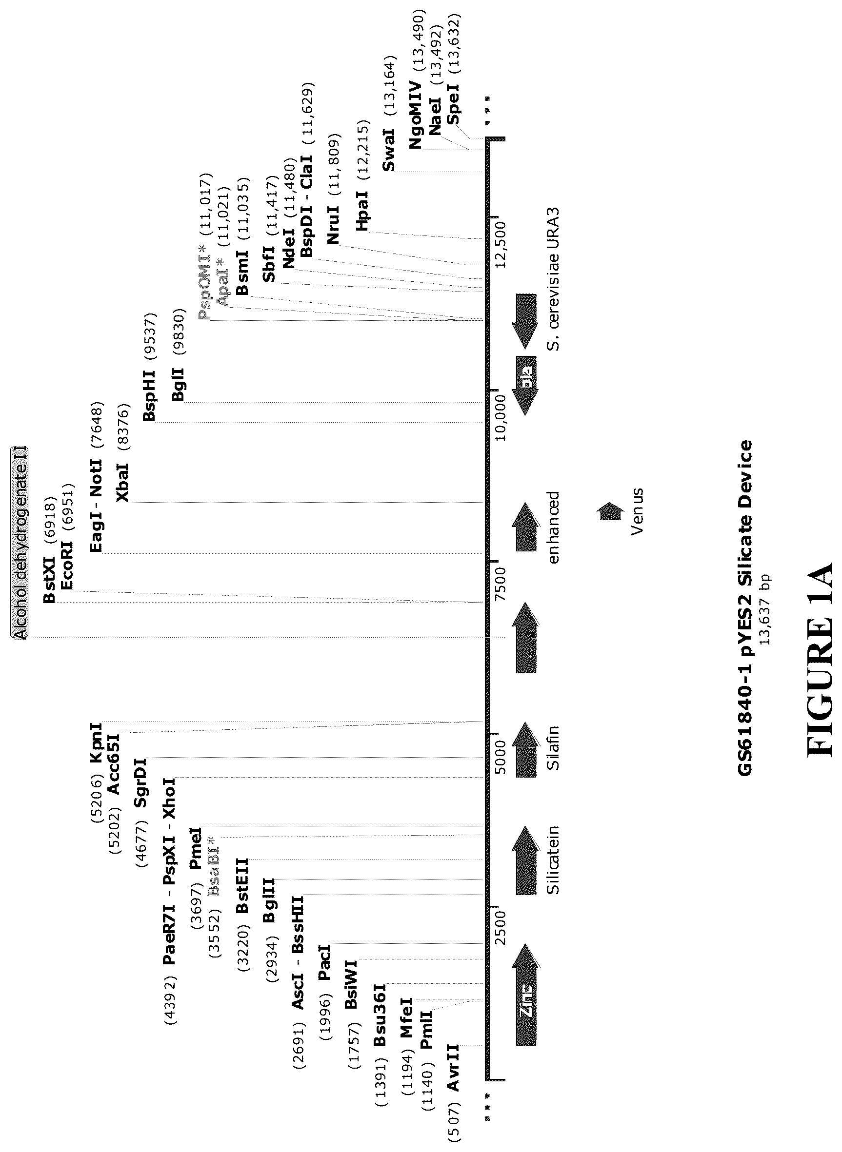 Patent US12460212 — Anti-microbial and UV-protective extracts and methods of making and using thereof — Figure 1