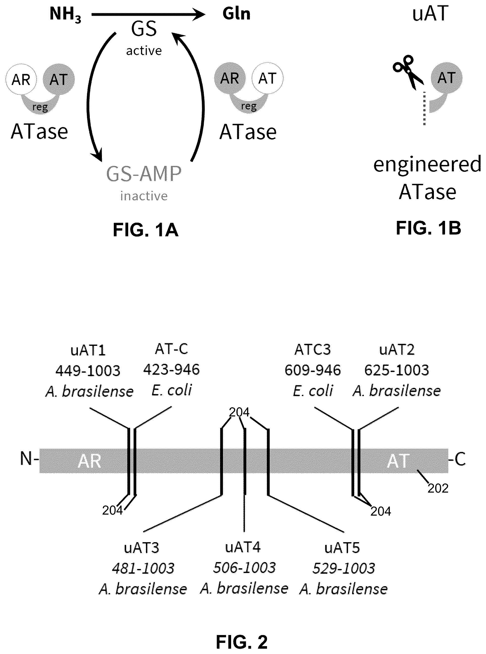 Patent US12460213 — Inducible ammonia production from a symbiotic diazotroph, methods of creation and uses thereof — Figure 1