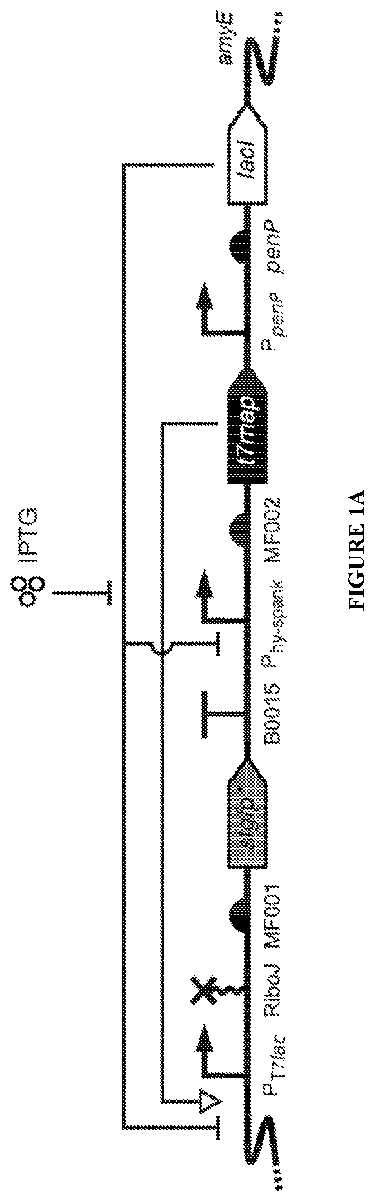 Patent US12460215 — Bacillus expression system — Figure 1
