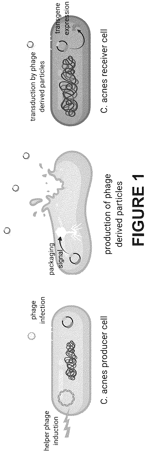 Patent US12460216 Figure 1 – Phage-derived particles for in situ delivery of DNA payload into C. acnes population