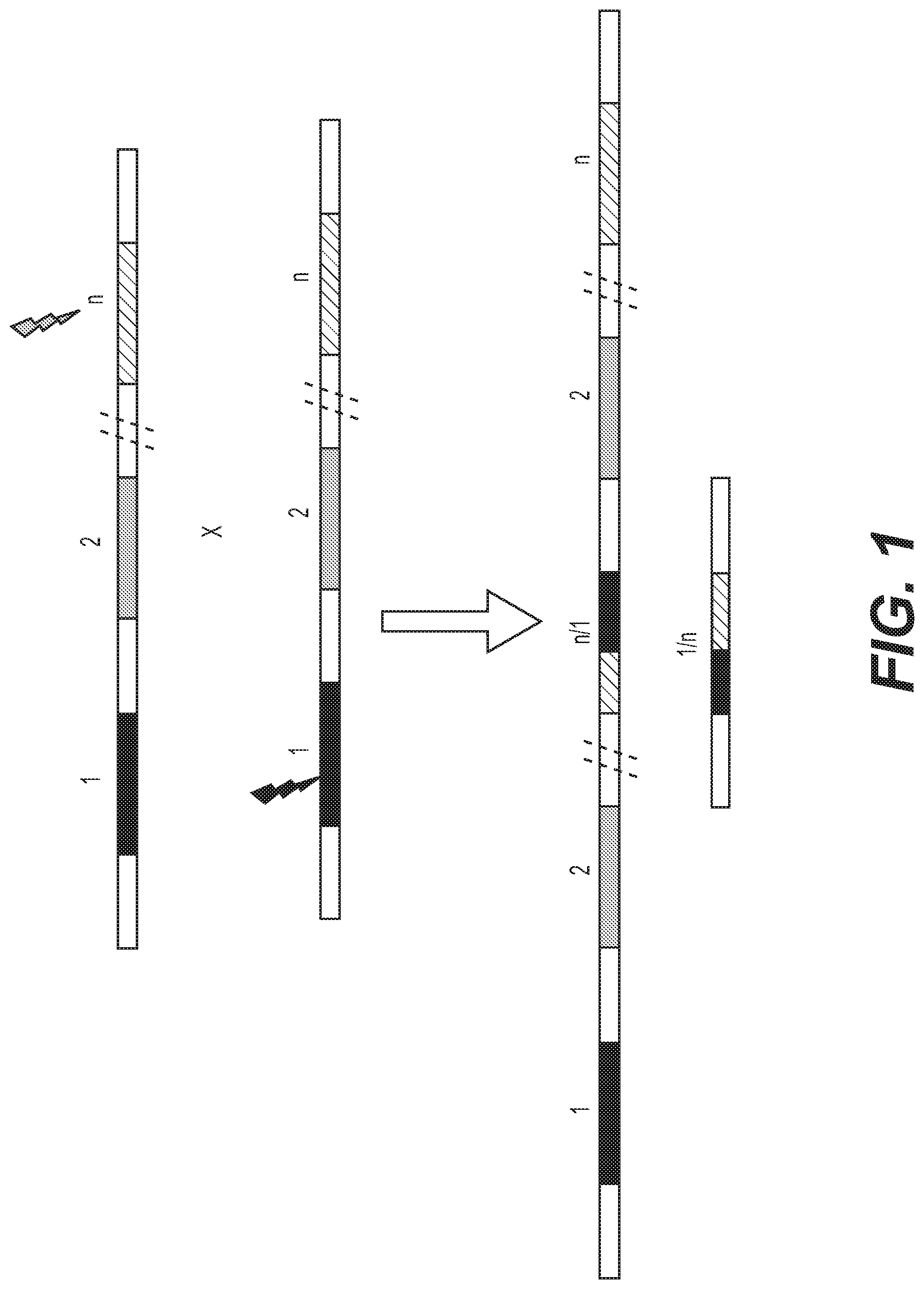 Patent US12460217 — Enhanced recombination of genomic loci — Figure 1