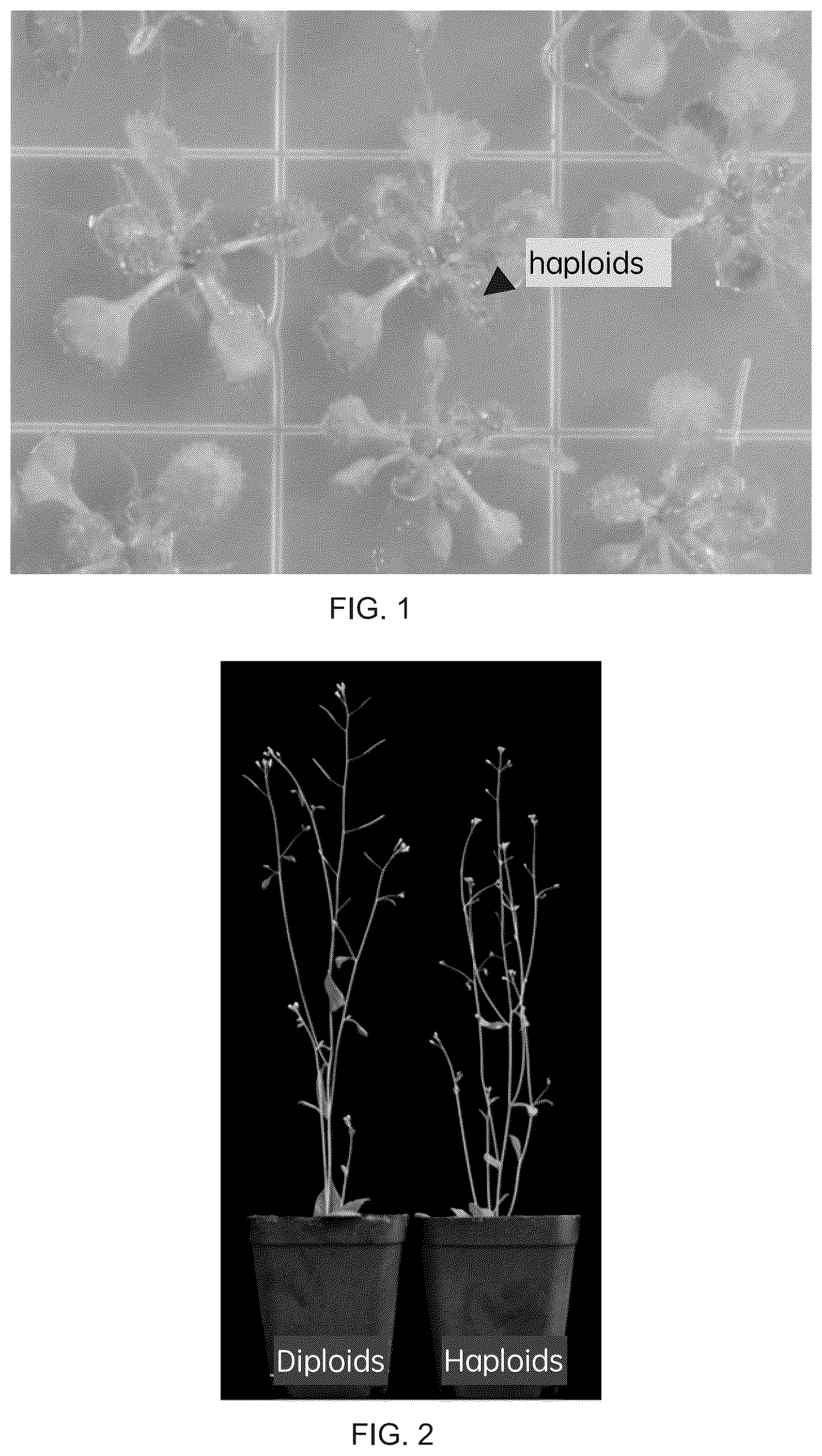 Patent US12460218 — Parthenogenetic haploid induction gene DMP and application thereof — Figure 1
