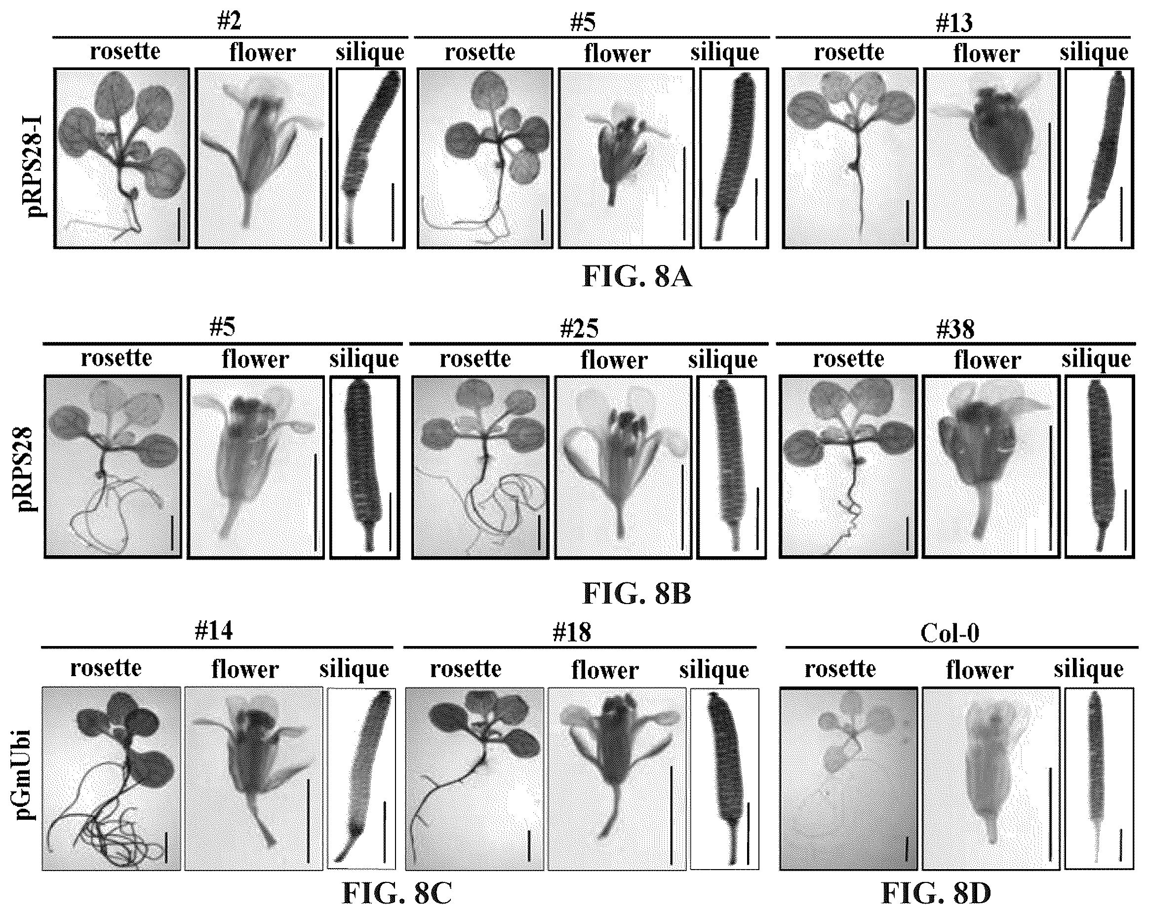 Patent US12460220 Figure 18 – Method for promoting expression of foreign gene in soybean, arabidopsis or tobacco using gene promoter pEIF1 or pEIF1-I