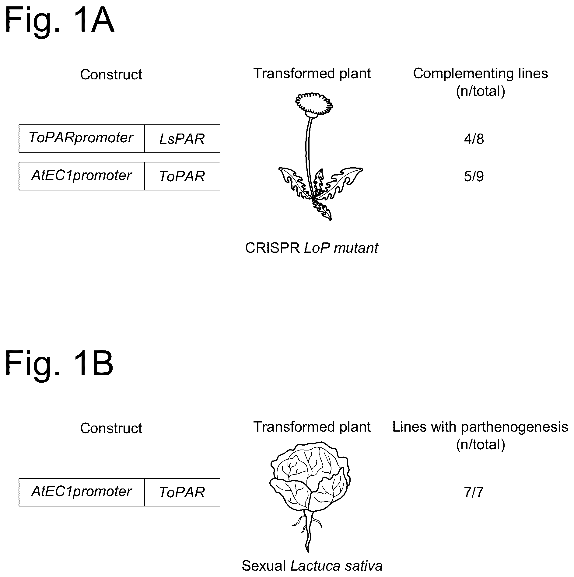 Patent US12460224 — Modified promoter of a parthenogenesis gene — Figure 1
