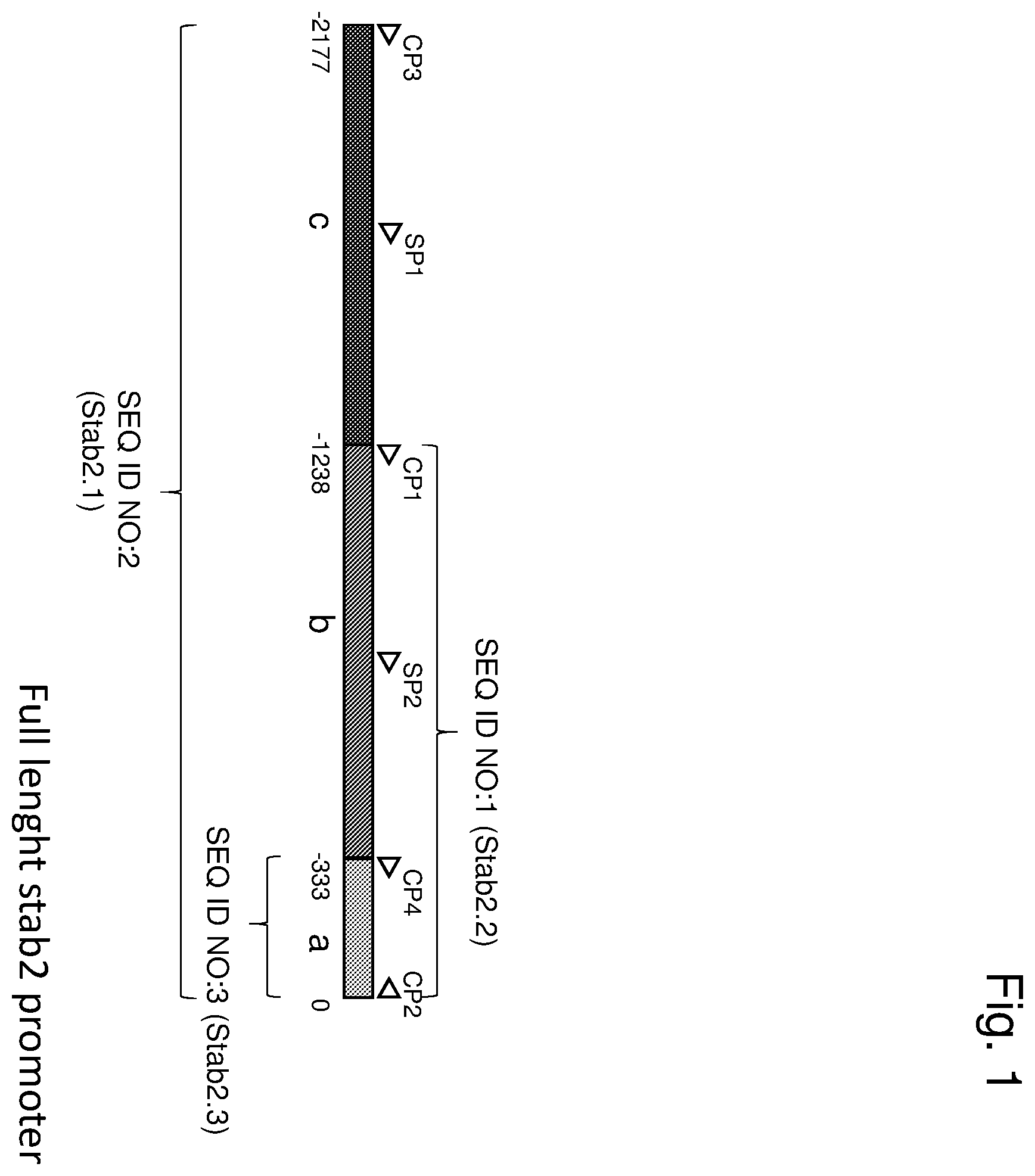 Patent US12460225 — Vector with an endothelial-specific promoter for treating factor V, VII, VIII, or IX deficiency — Figure 1