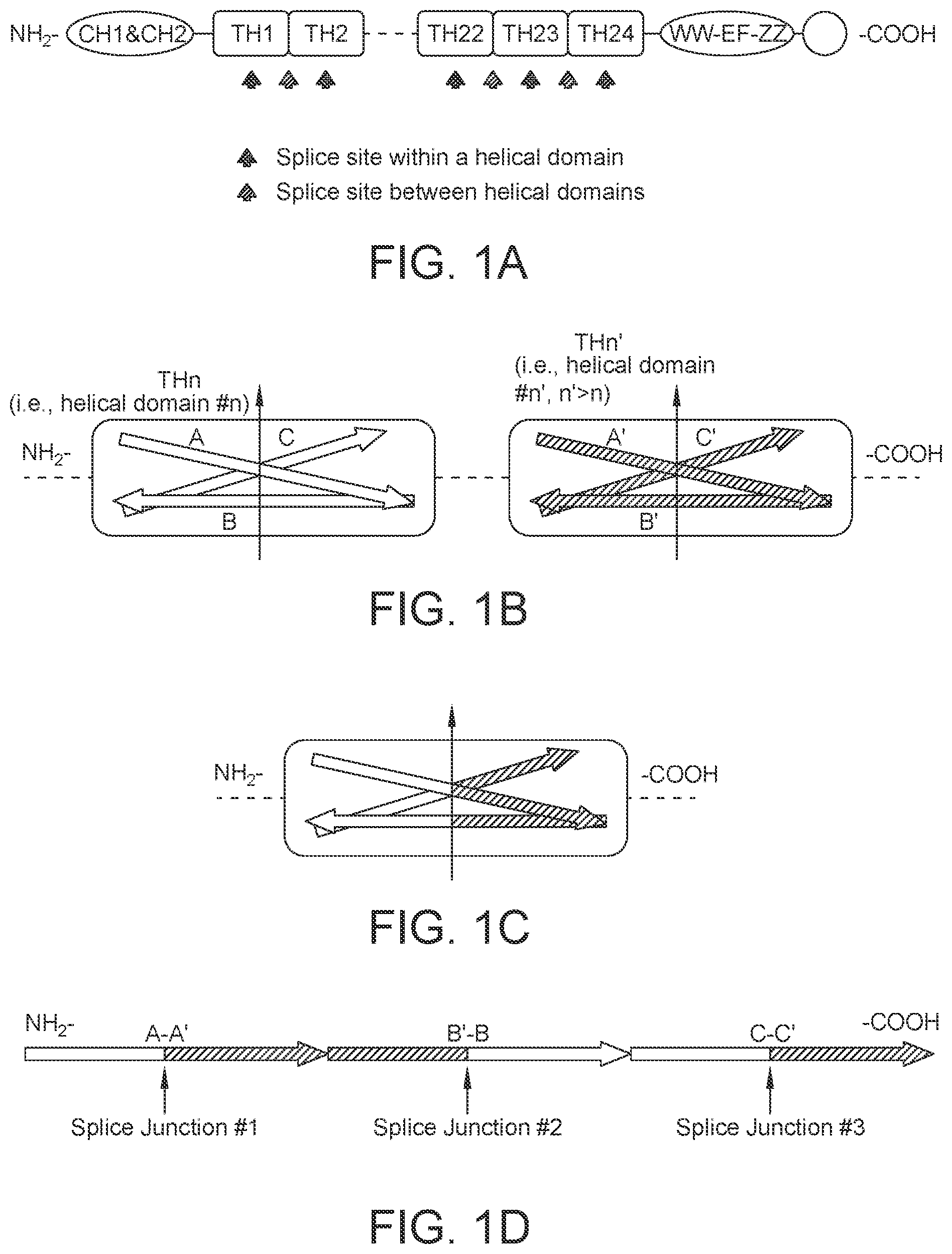 Patent US12460226 Figure 1 – Compositions and methods for treating duchenne muscular dystrophy