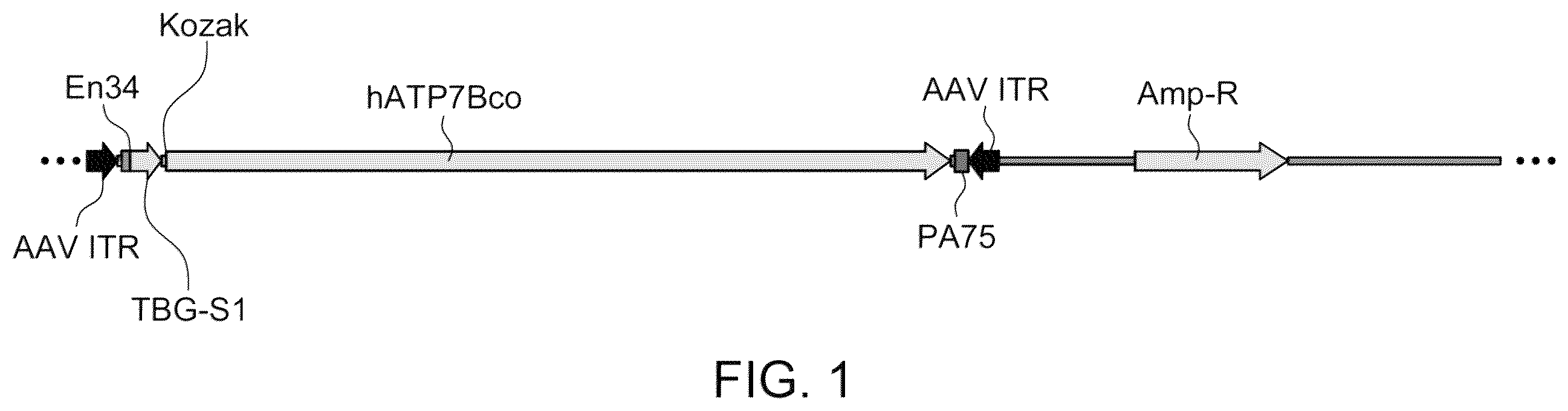 Patent US12460228 — Gene therapy for treating Wilson's disease — Figure 1