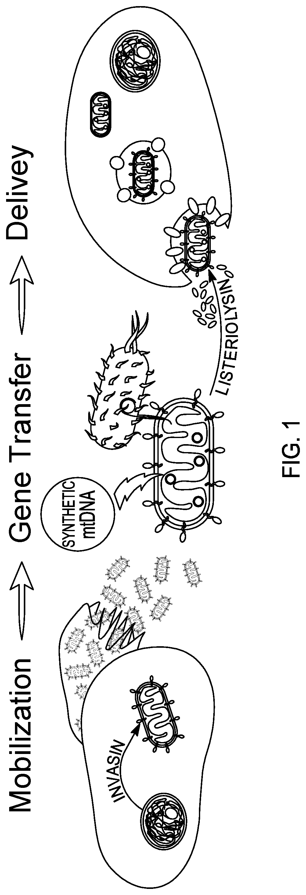 Patent US12460230 — Modified mitochondrion and methods of use thereof — Figure 1