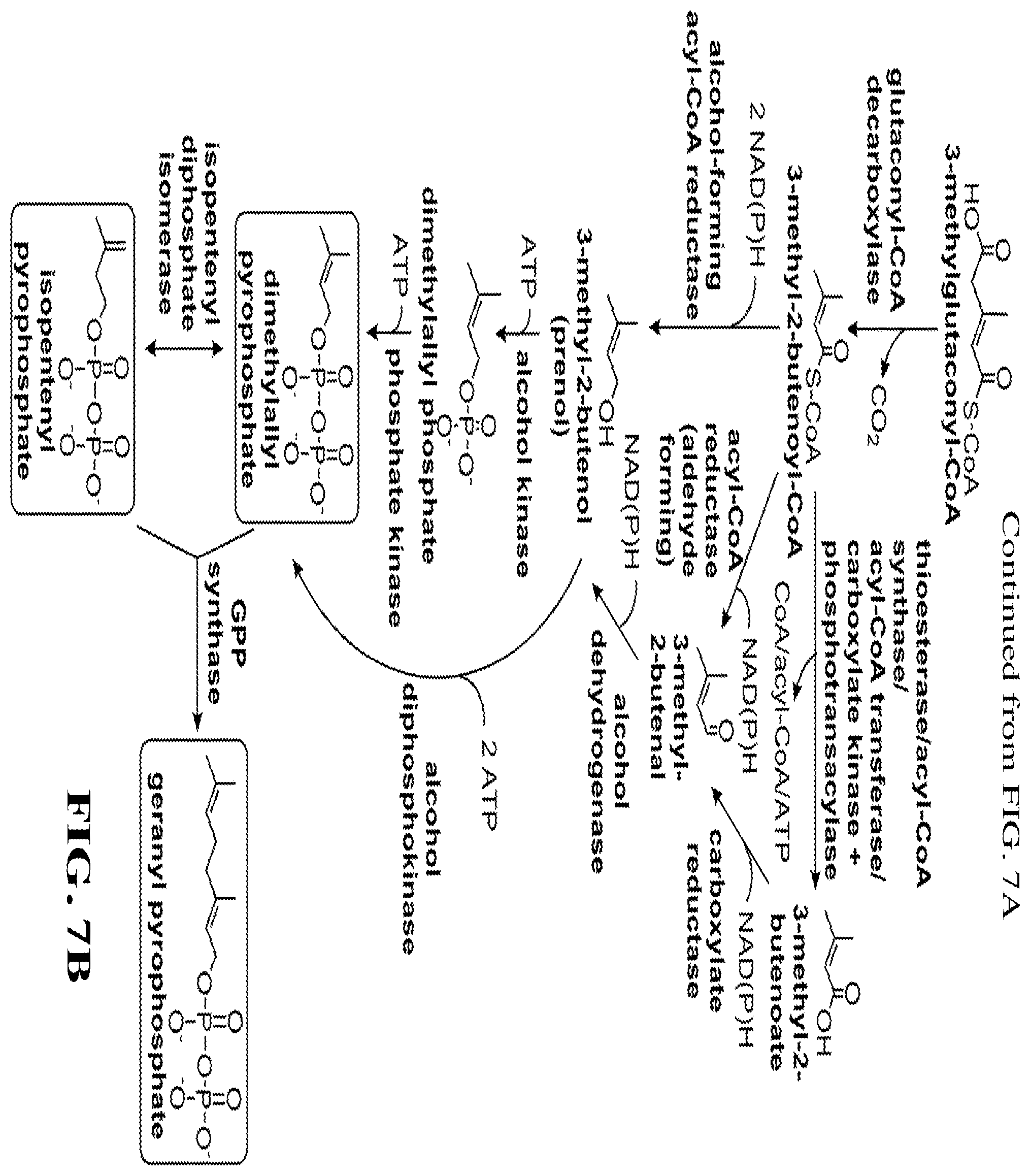Patent US12460234 Figure 14 – Synthesis of isoprenoids and derivatives