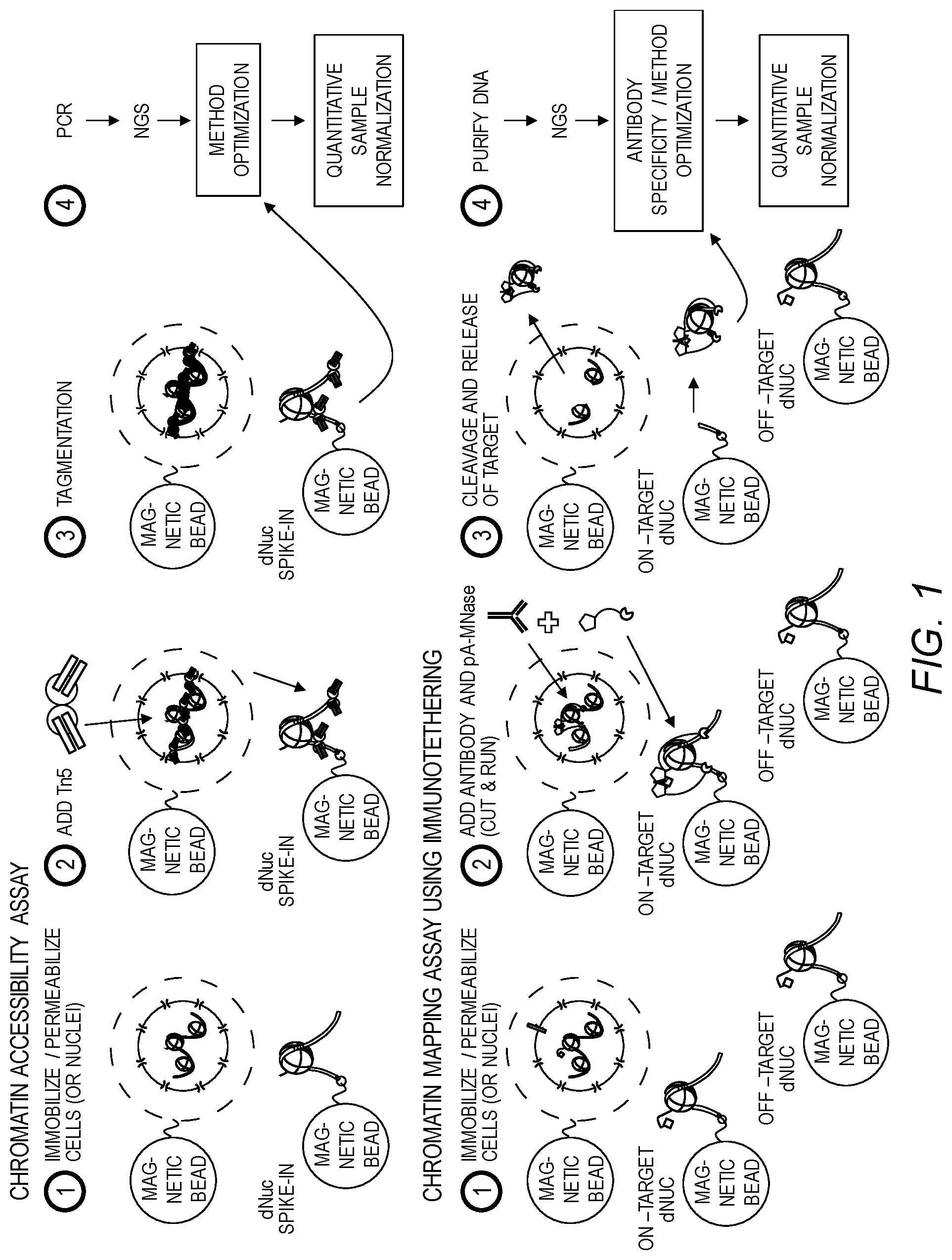 Patent US12460246 — DNA-barcoded nucleosomes for chromatin mapping assays — Figure 1