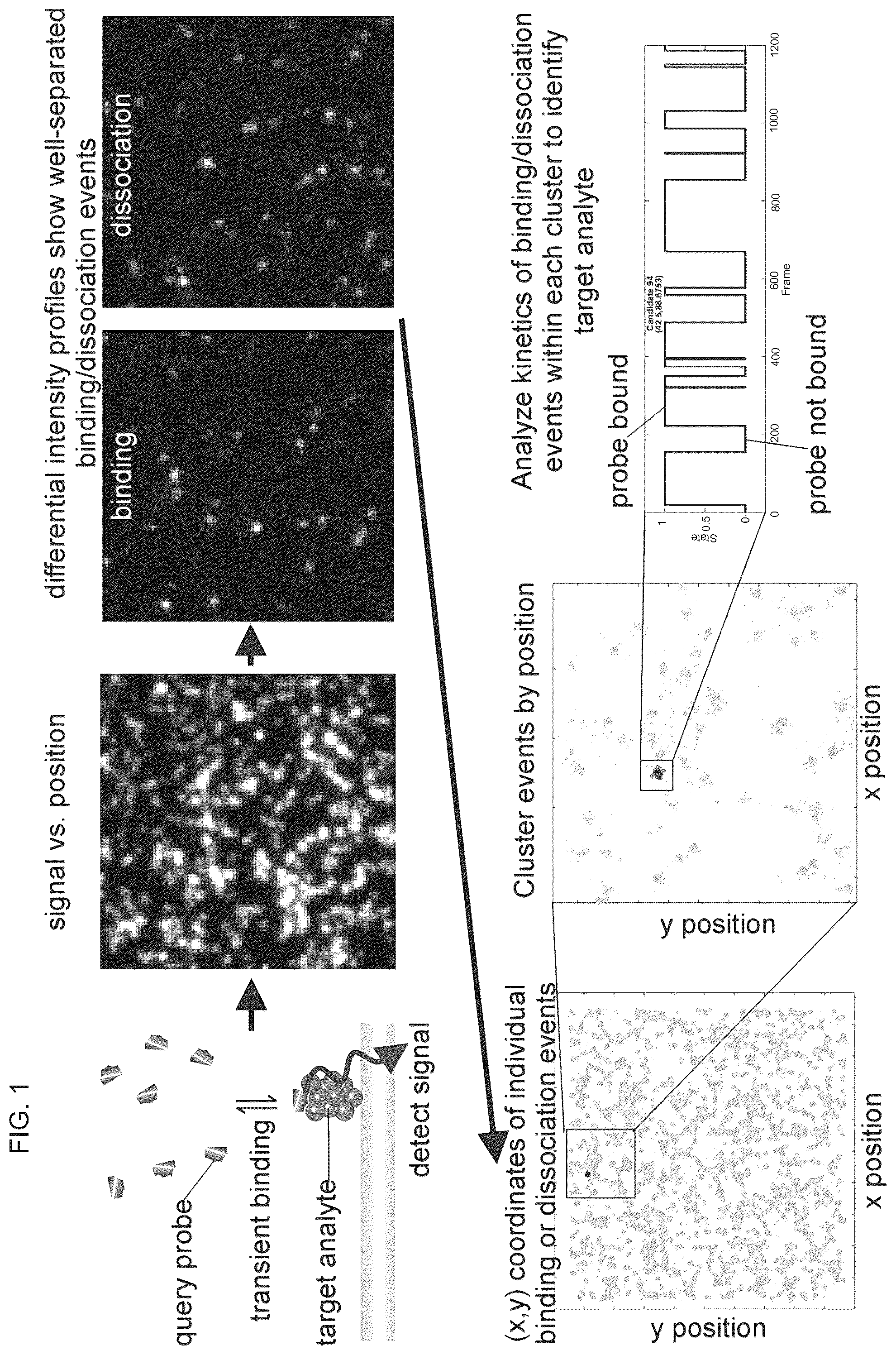 Patent US12460249 — Protein analyte detection by analizing time-dependent signals from transient binding events of labeled low-affinity probes — Figure 1