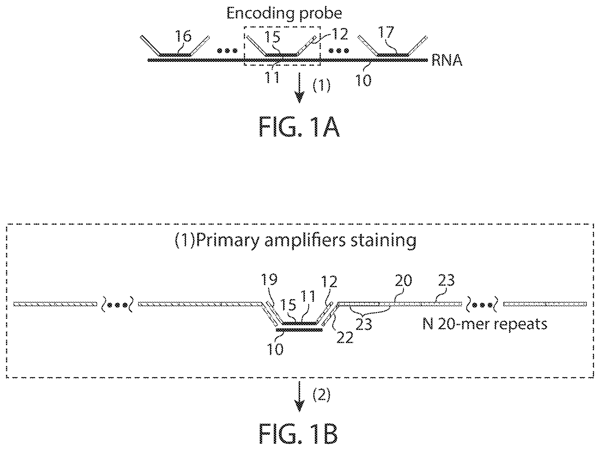 Patent US12460250 — Amplification methods and systems for MERFISH and other applications — Figure 1