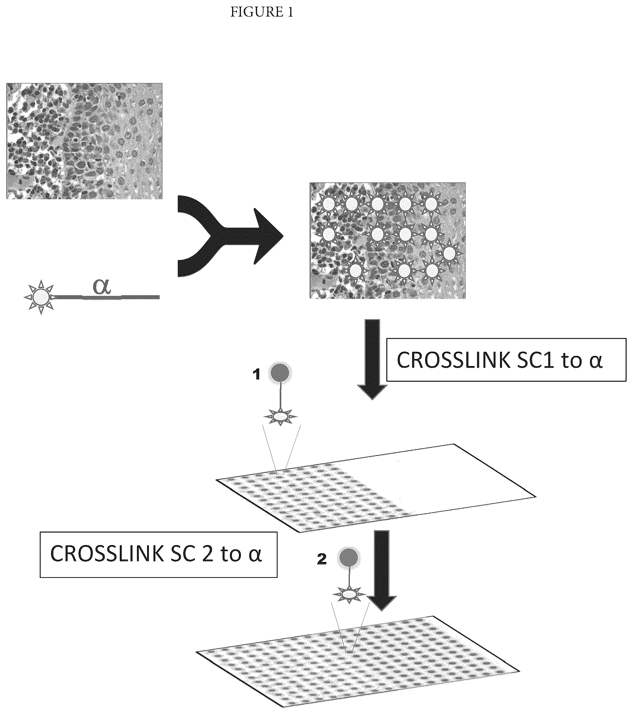Patent US12460253 Figure 1 – Spatially oriented quantum barcoding of cellular targets