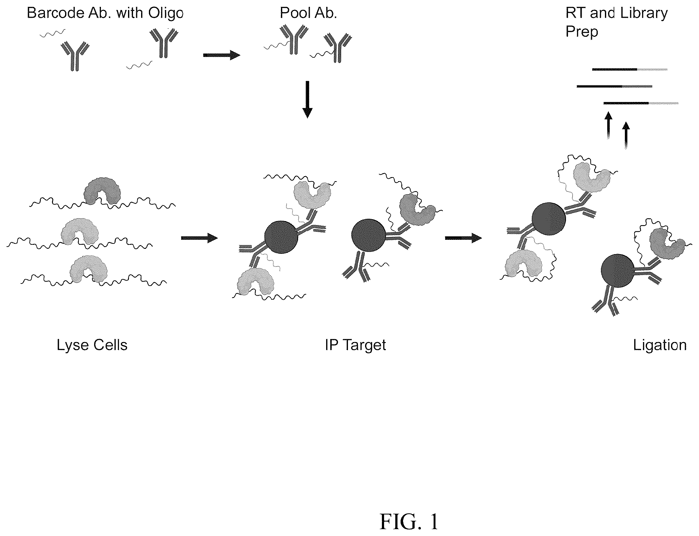 Patent US12460257 — Methods for detecting RNA binding protein complexes — Figure 1