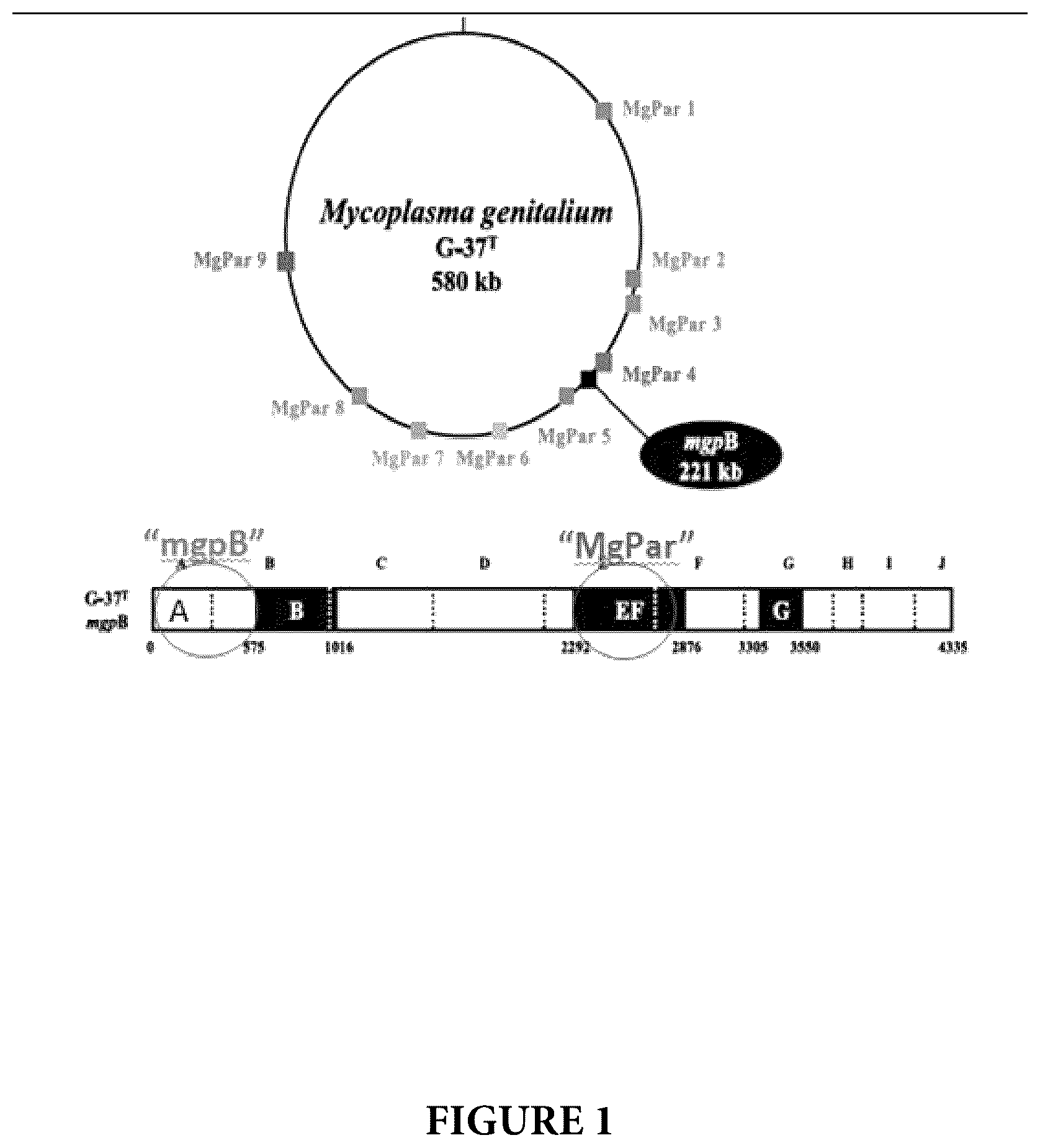 Patent US12460267 Figure 1 – Compositions and methods for detection of Mycoplasma genitalium