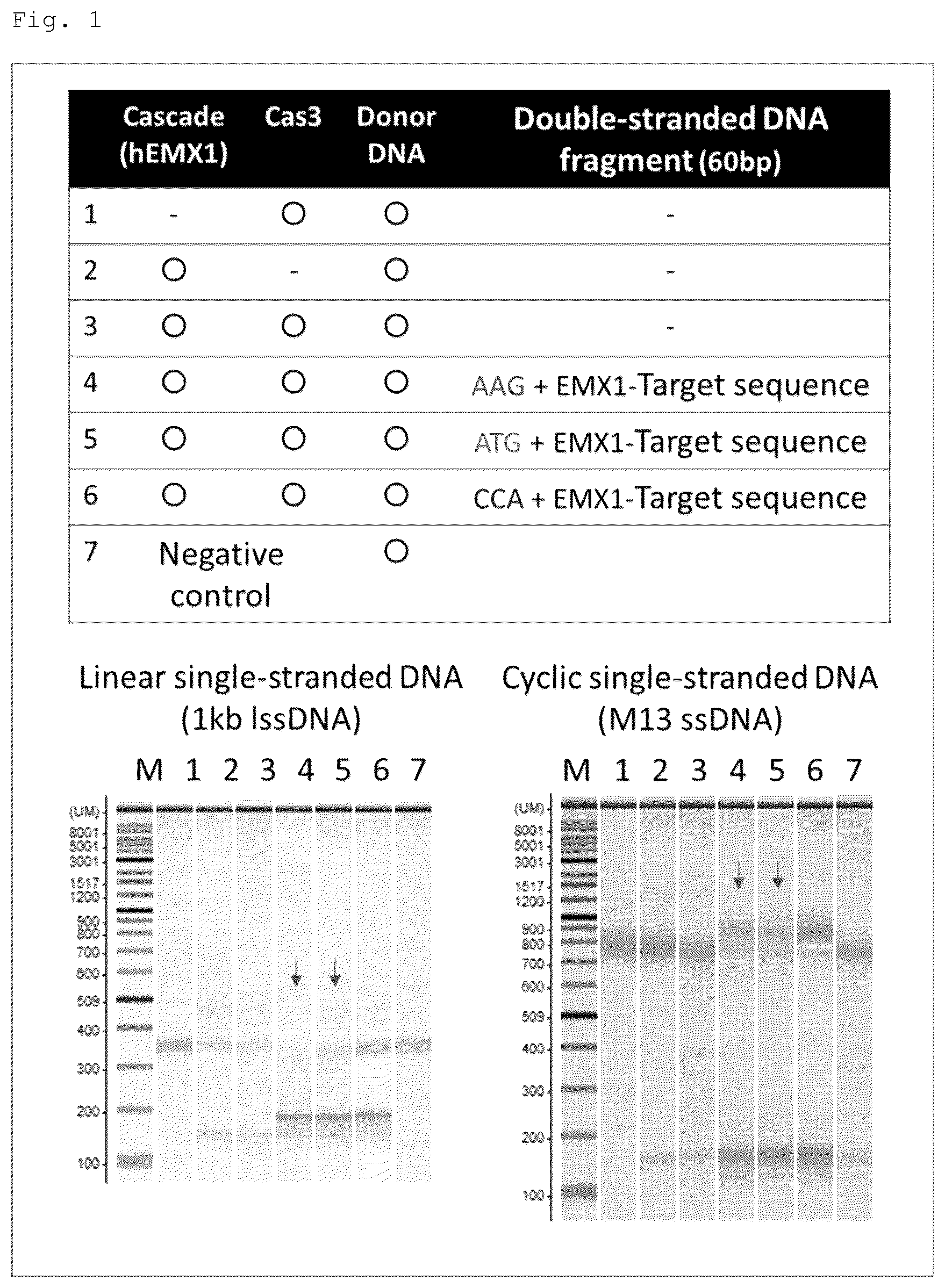 Patent US12460271 Figure 1 – Method for detecting specific DNA in a sample