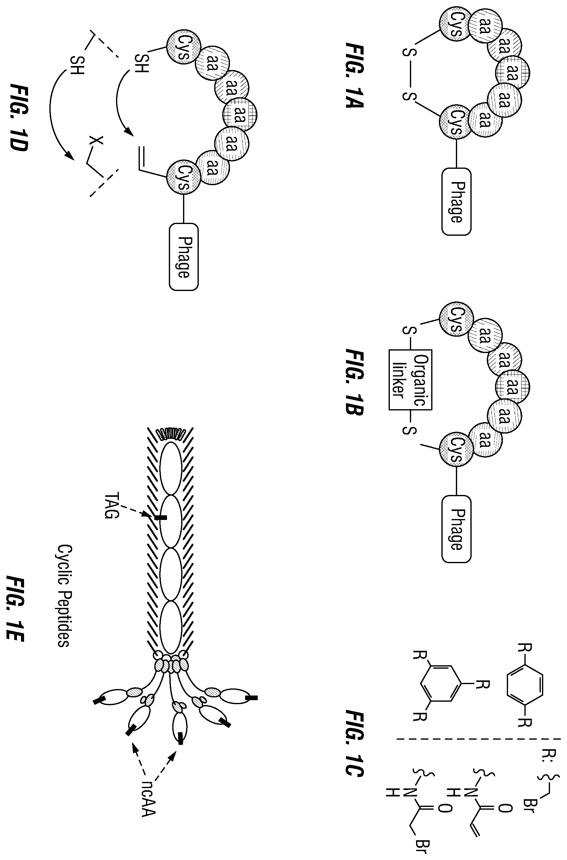 Patent US12460317 — Genetically encoded, phage-displayed cyclic peptide library and methods of making the same — Figure 1