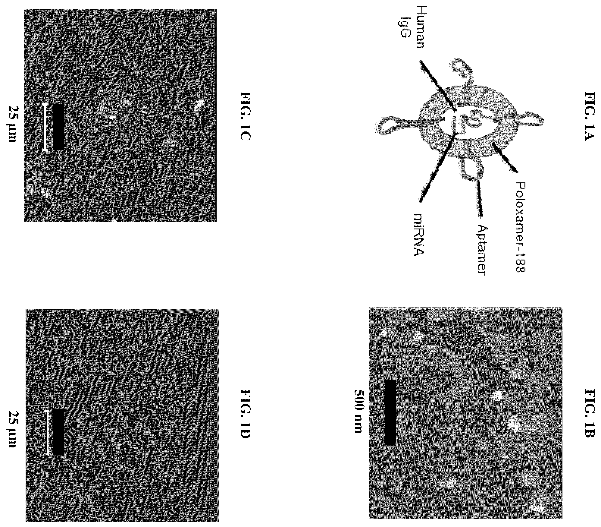 Patent US12472151 — Delivery compositions, and methods of making and using same — Figure 1