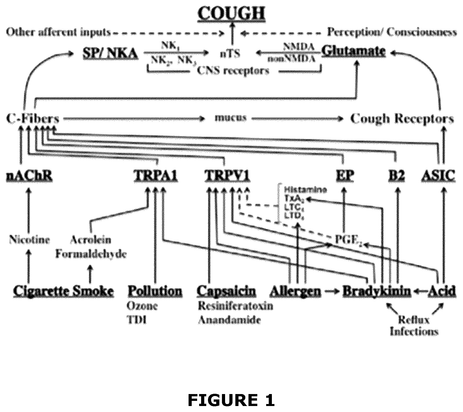Patent US12472170 — Use of glutamate 2B receptor antagonists and sigma receptor agonists as antitussives — Figure 1