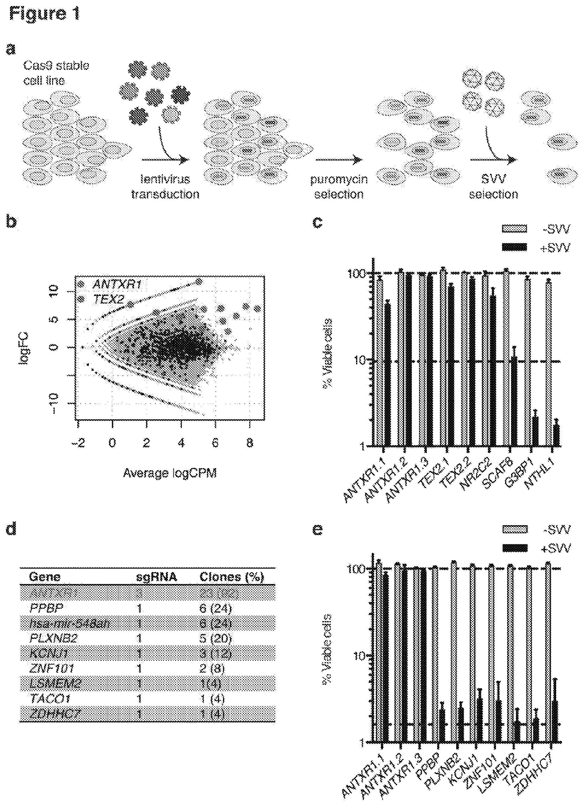 Patent US12472218 — Seneca valley virus (SVV) cellular receptor targeted oncotherapy — Figure 1