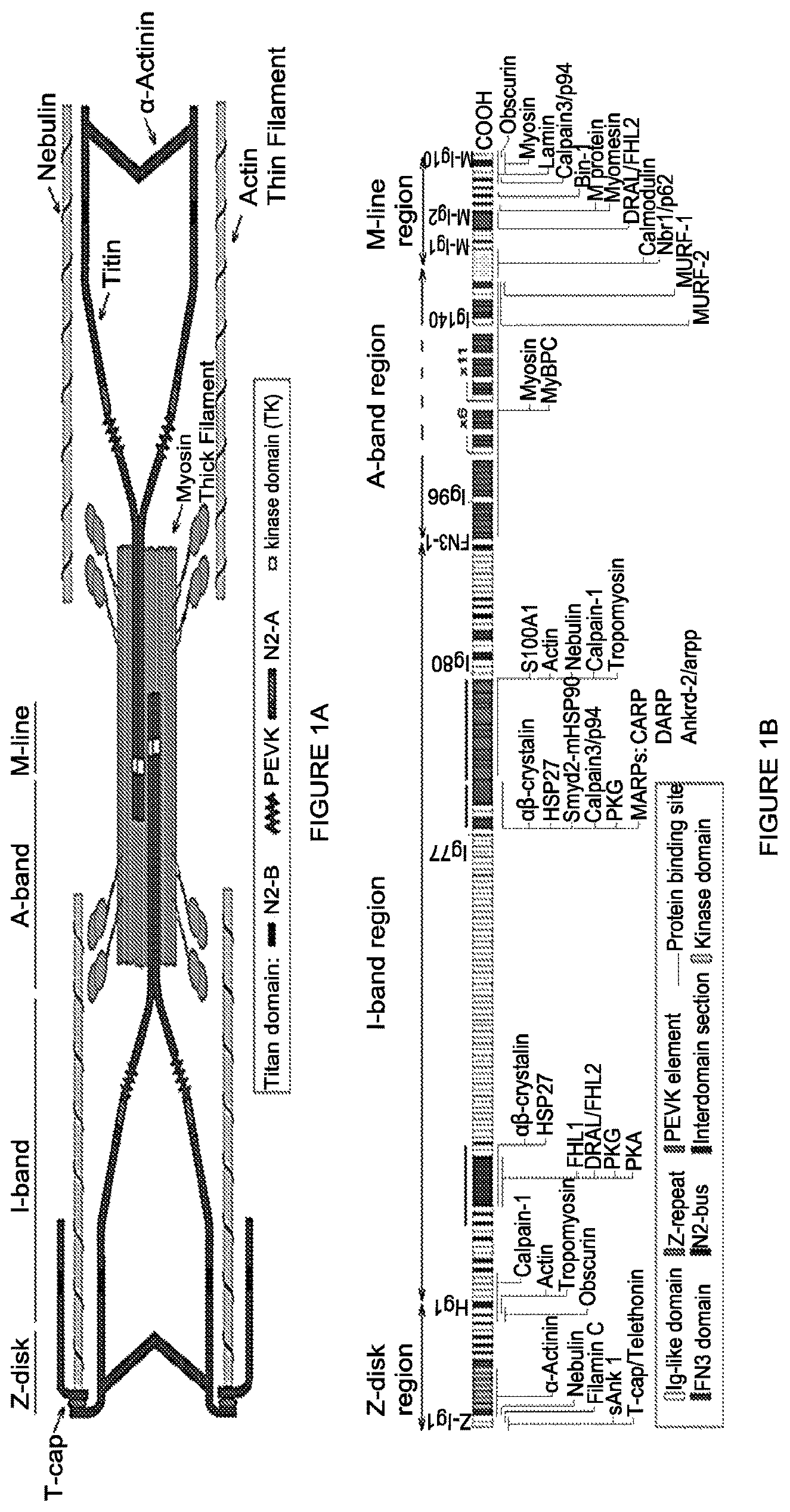 Patent US12472239 — Guide RNA for repairing a mutant human titin gene using CRISPR technology — Figure 1