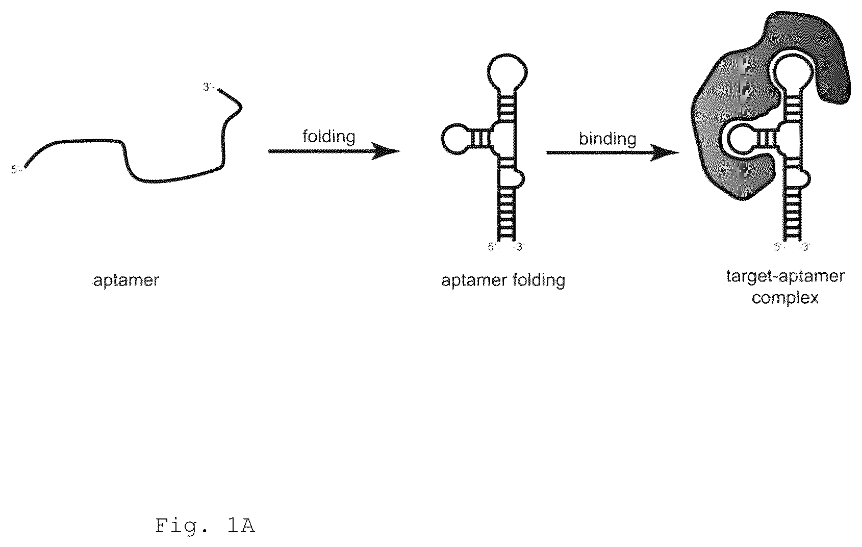 Patent US12472266 Figure 1 – Antibodies and enonomers