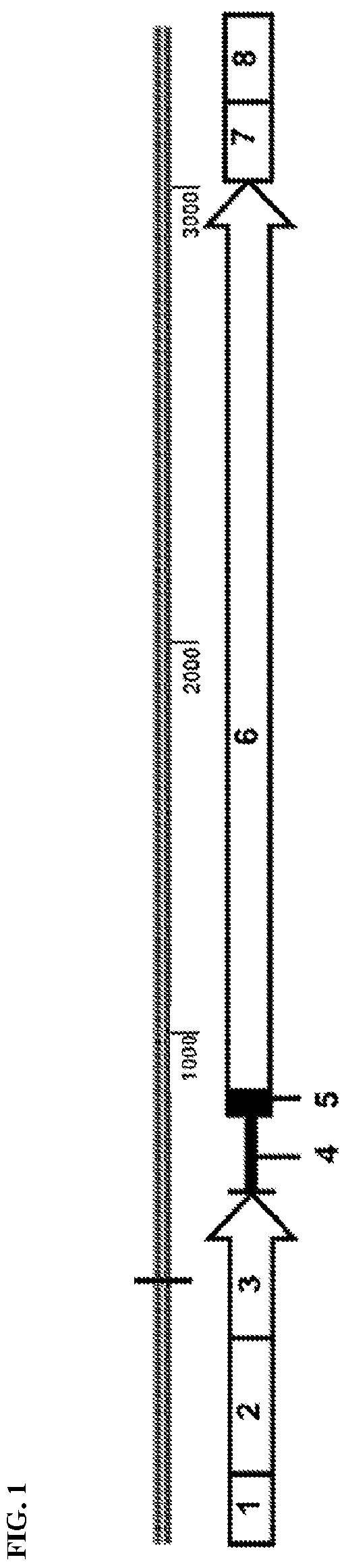 Patent US12472268 — Gene therapy for treating propionic acidemia — Figure 1