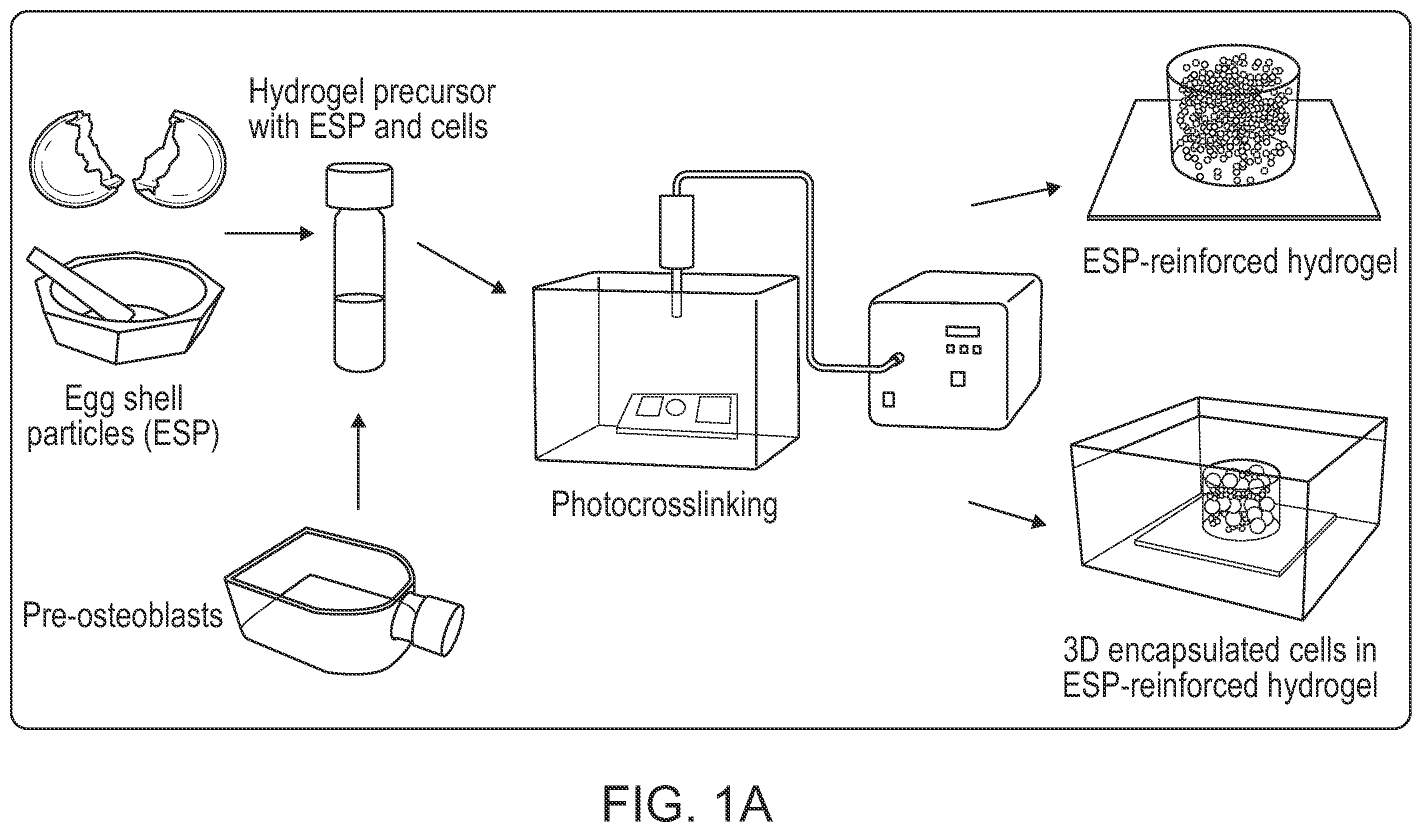 Patent US12472285 — Eggshell particle containing hydrogels and prepolymer compositions for biomedical applications — Figure 1