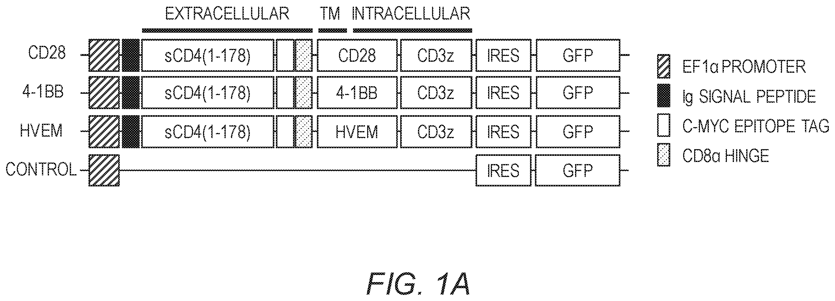 Patent US12479890 — Chimeric antigen receptor constructs and their use in CAR-T cells — Figure 1