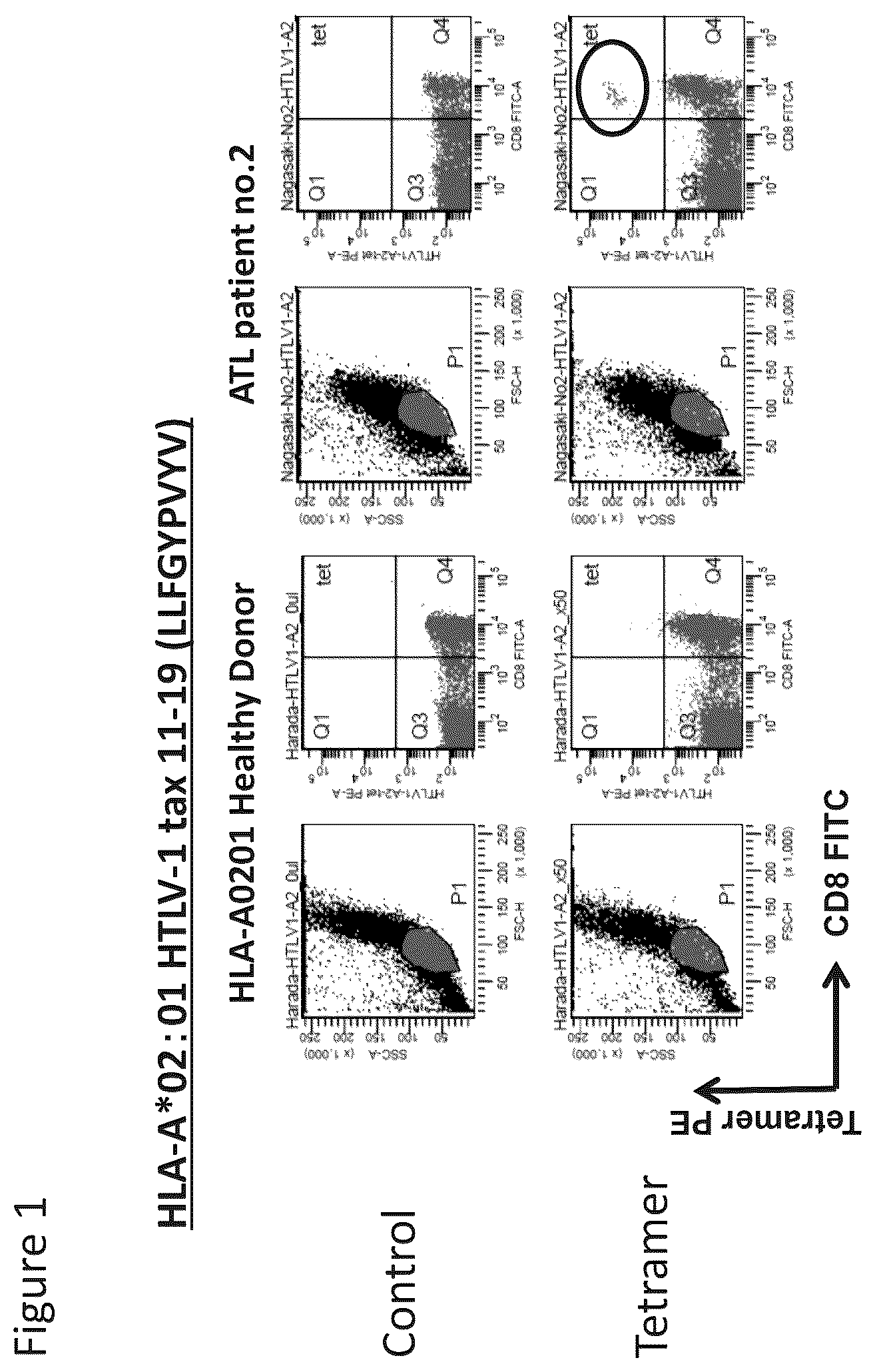 Patent US12479901 — T-cell receptor — Figure 1