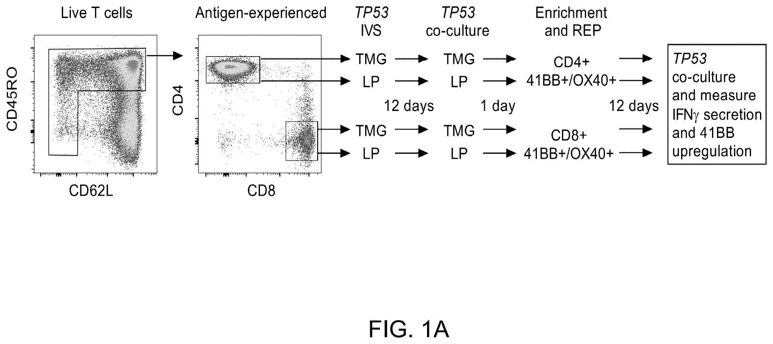 Patent US12479902 — T cell receptors recognizing R175H or Y220C mutation in P53 — Figure 1