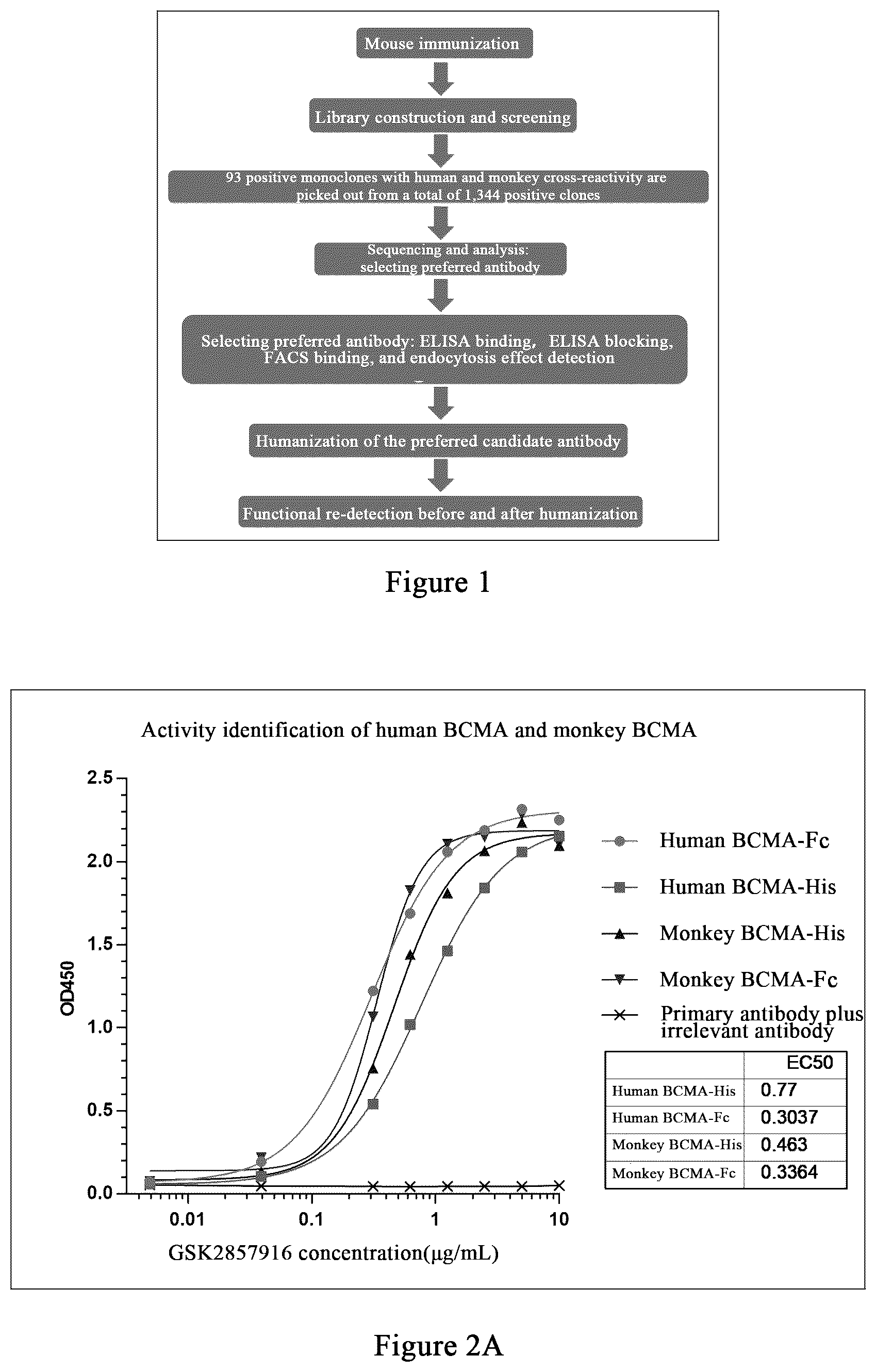 Patent US12479922 — Humanized monoclonal antibody targeting BCMA and having human monkey cross-reactivity — Figure 1